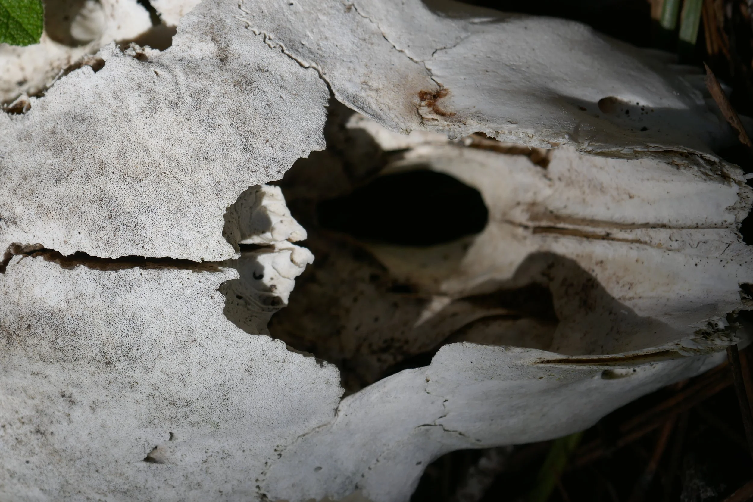 Skull, Flower, Sand March 2018