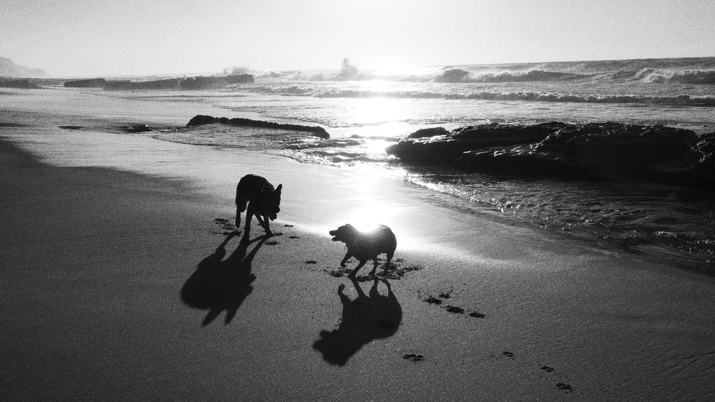 Ocean Walks December 2024