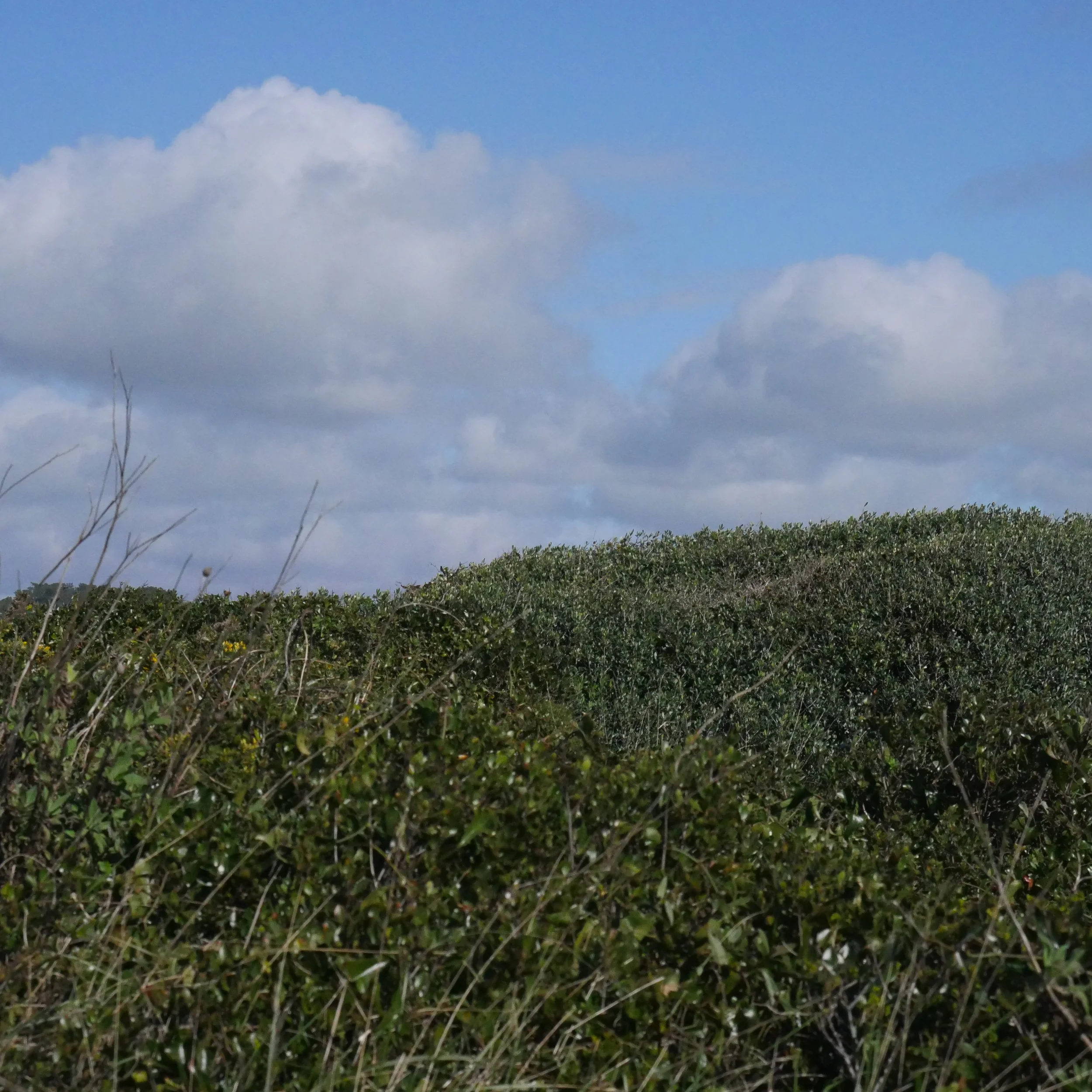 Walk to the Cliffs February 2025