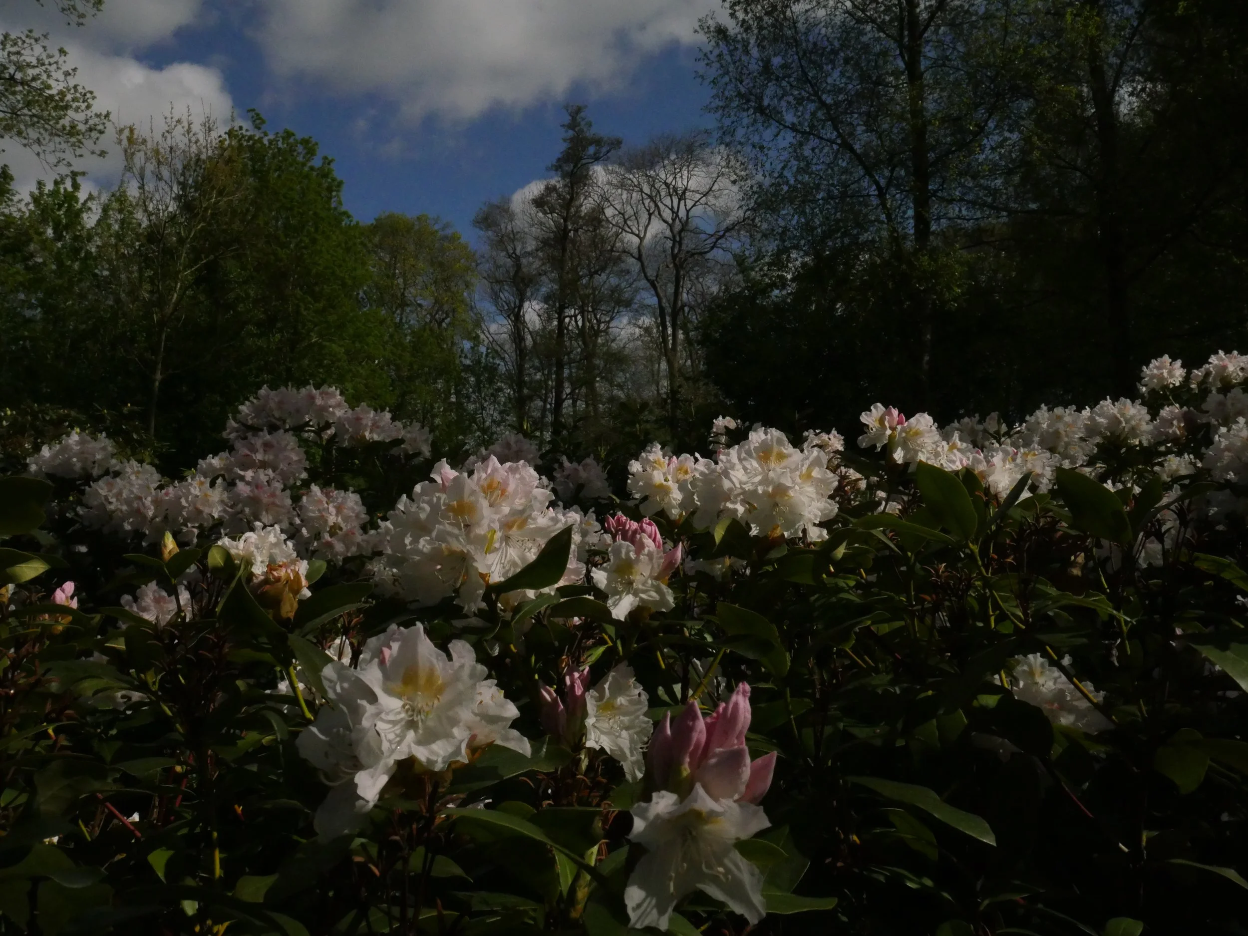 A Walk May 2021