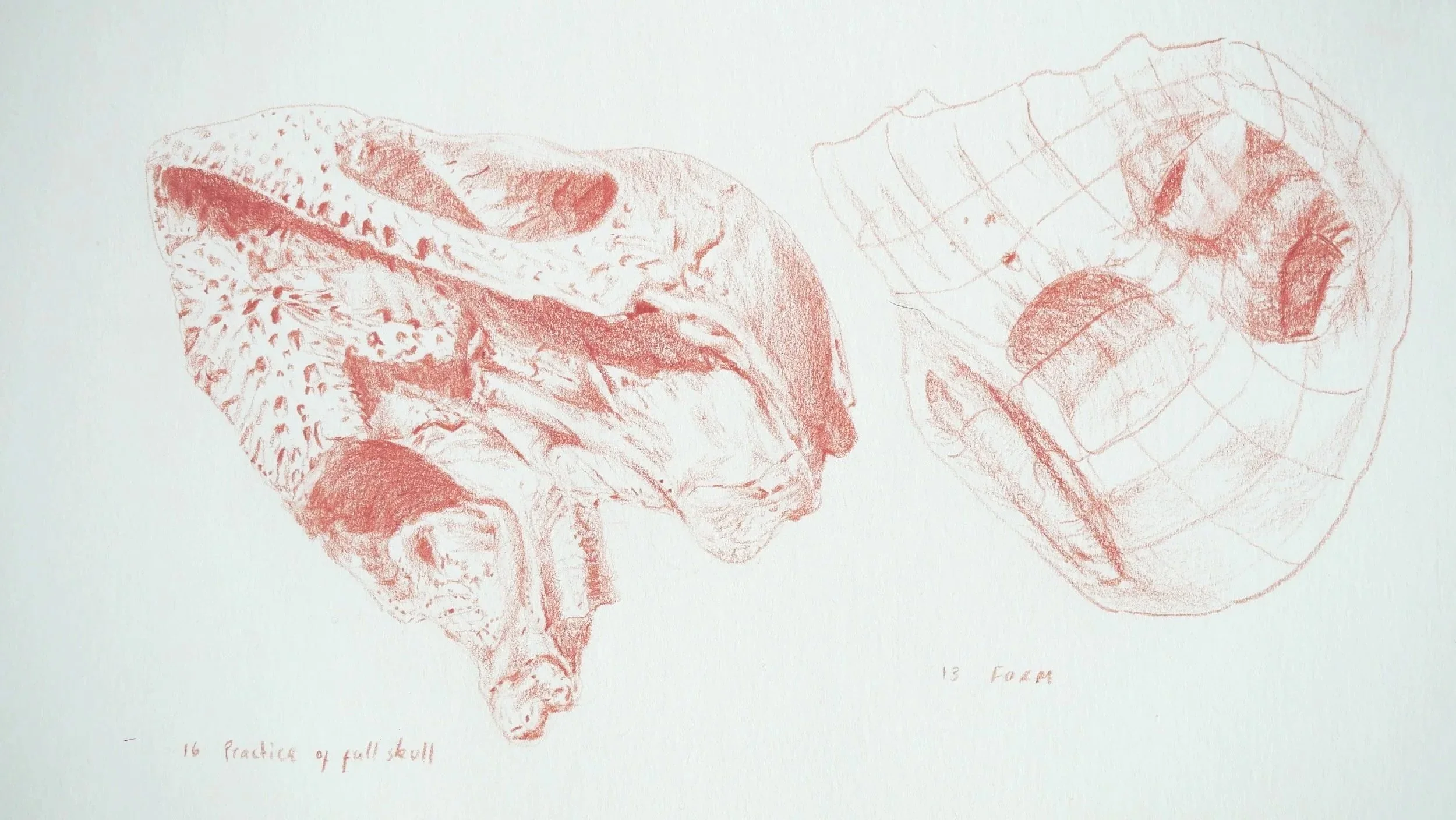Turtle studies