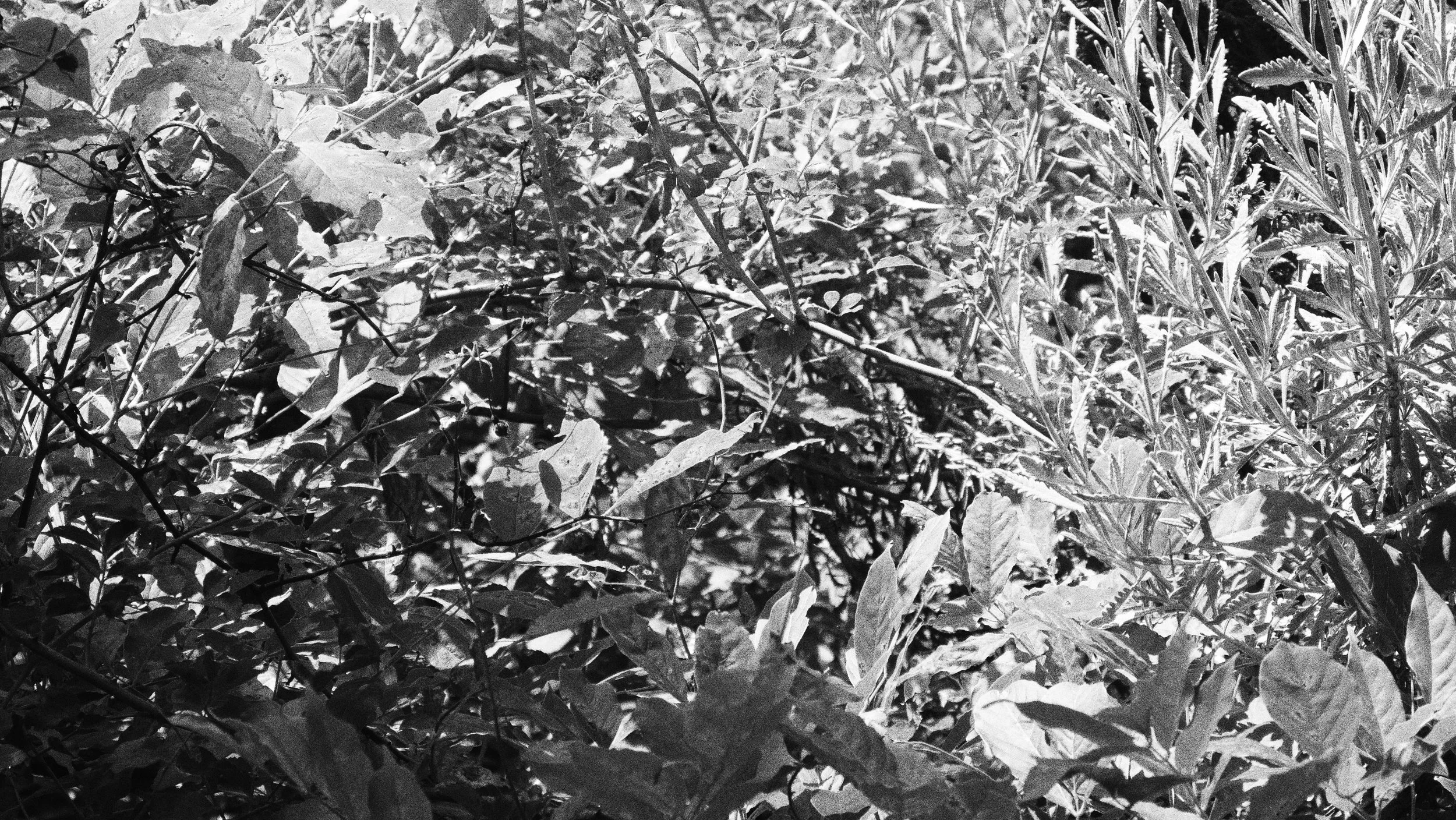 Warm Day July 2025
