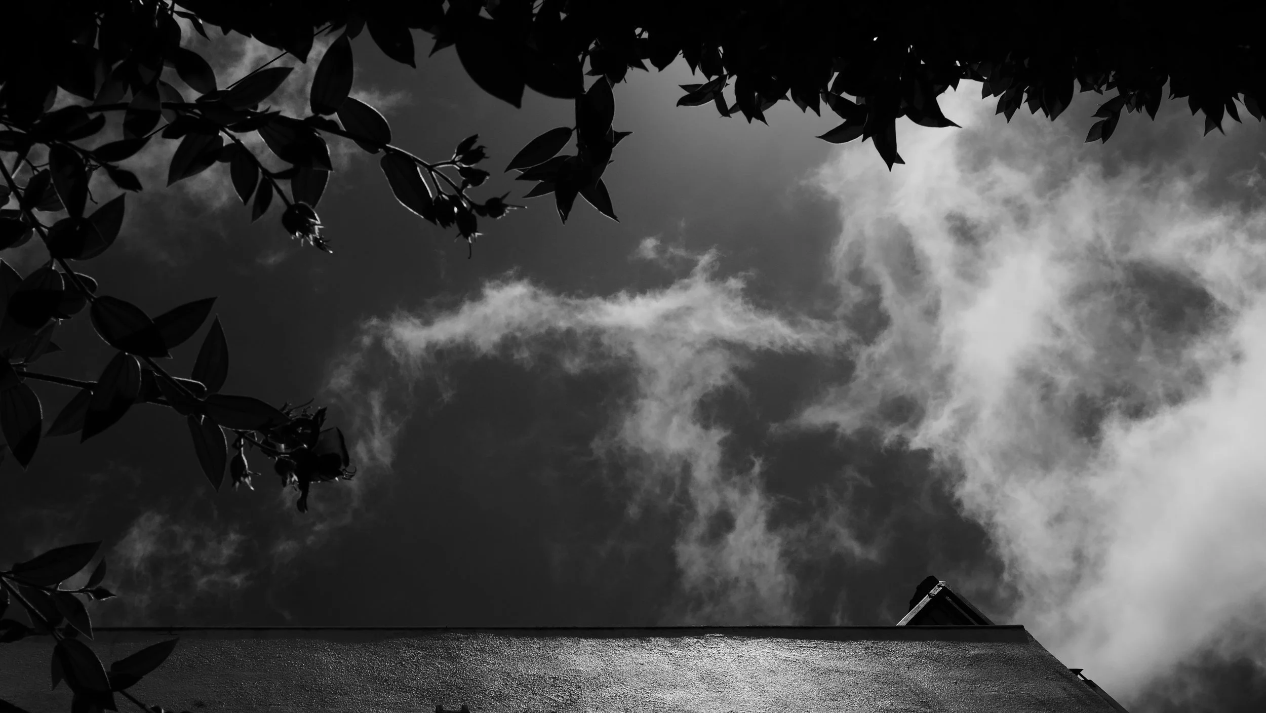 Head in the Clouds and Branches July 2025