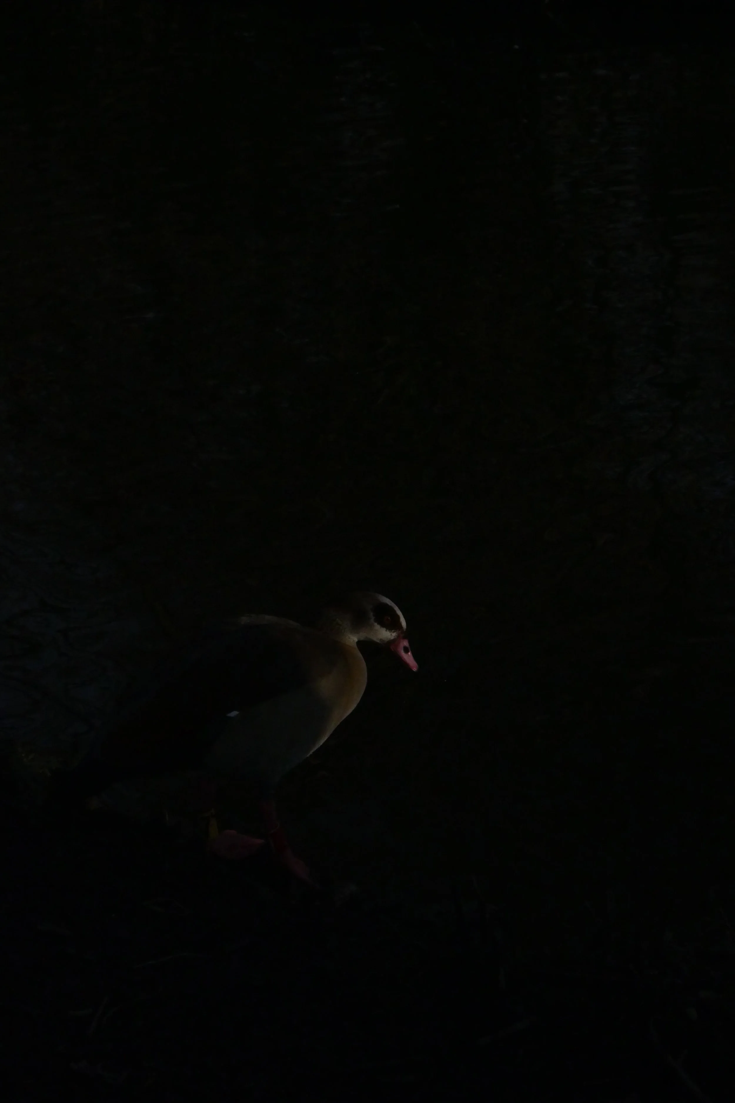 Darkness and Birds February 2025