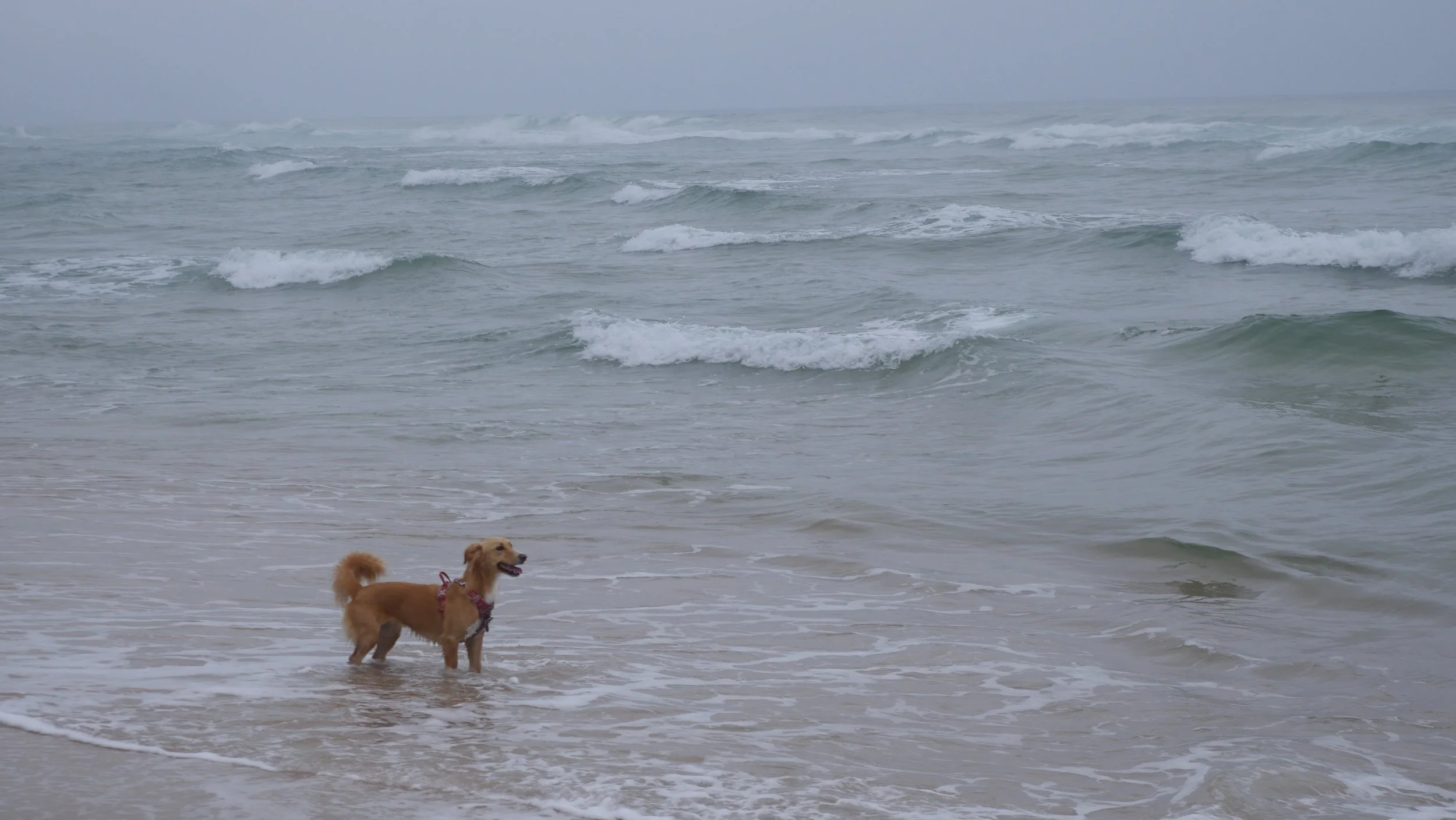 In the Waves July 2025