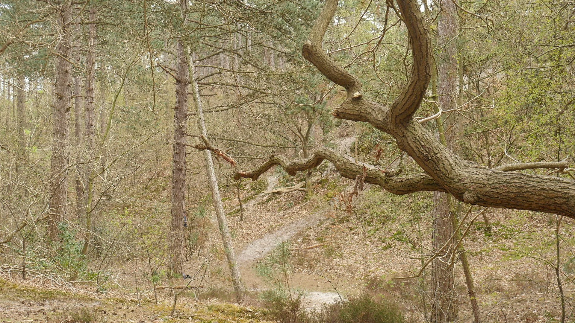 Dunes April 2021