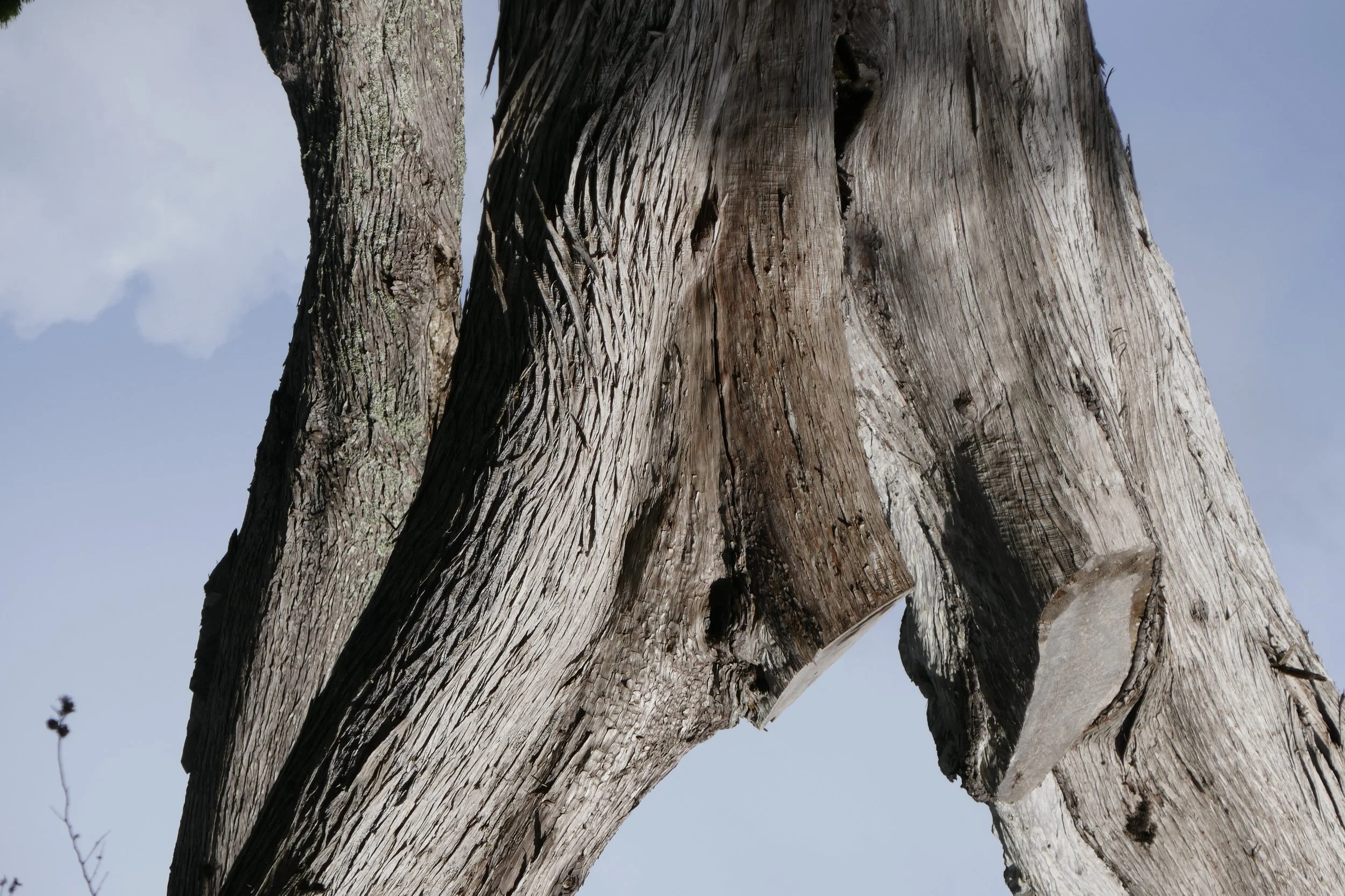 Trees January 2018