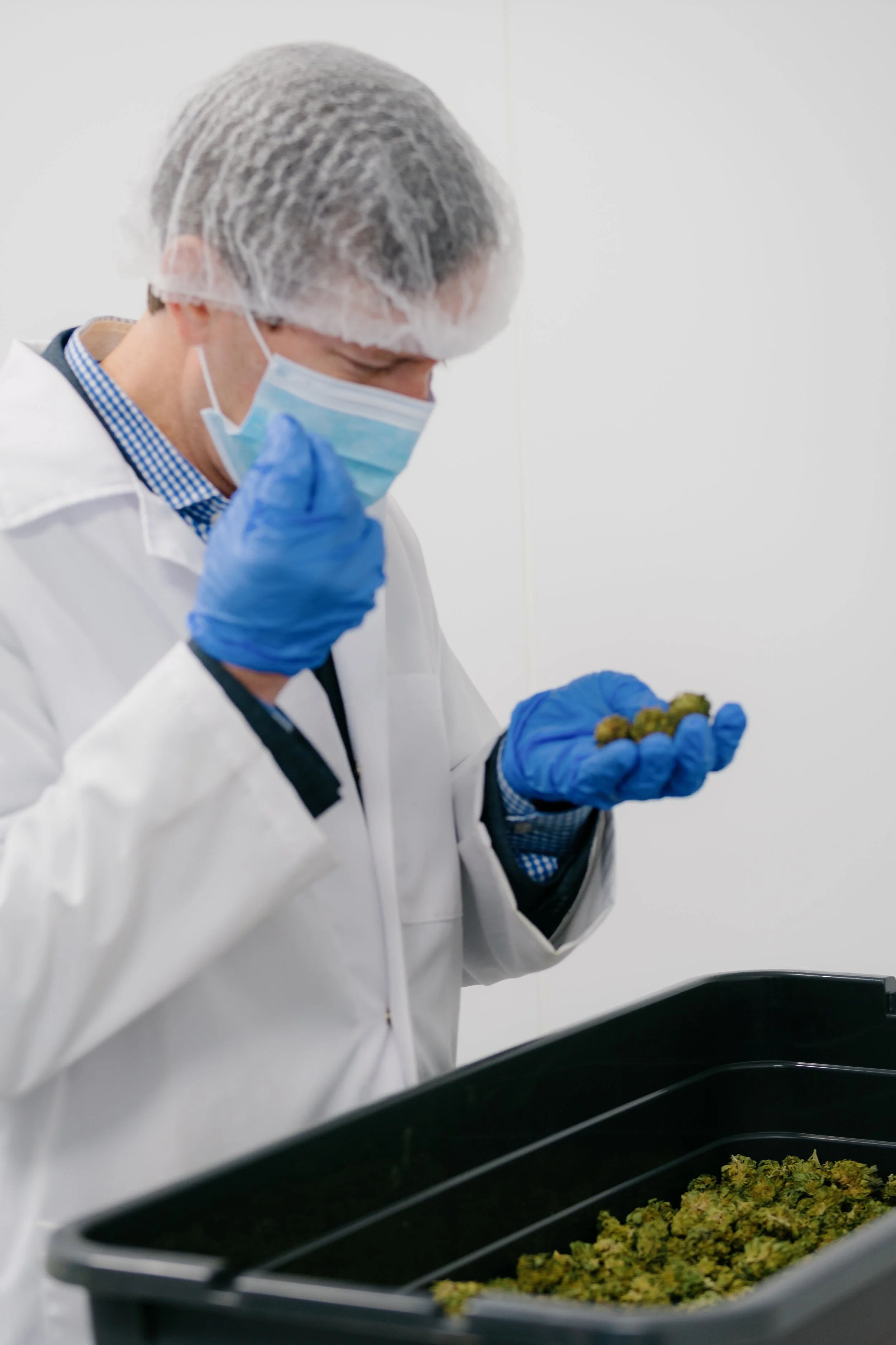  A cultivator inspects medical cannabis plants grown for Galaxia Living Soil strains. 