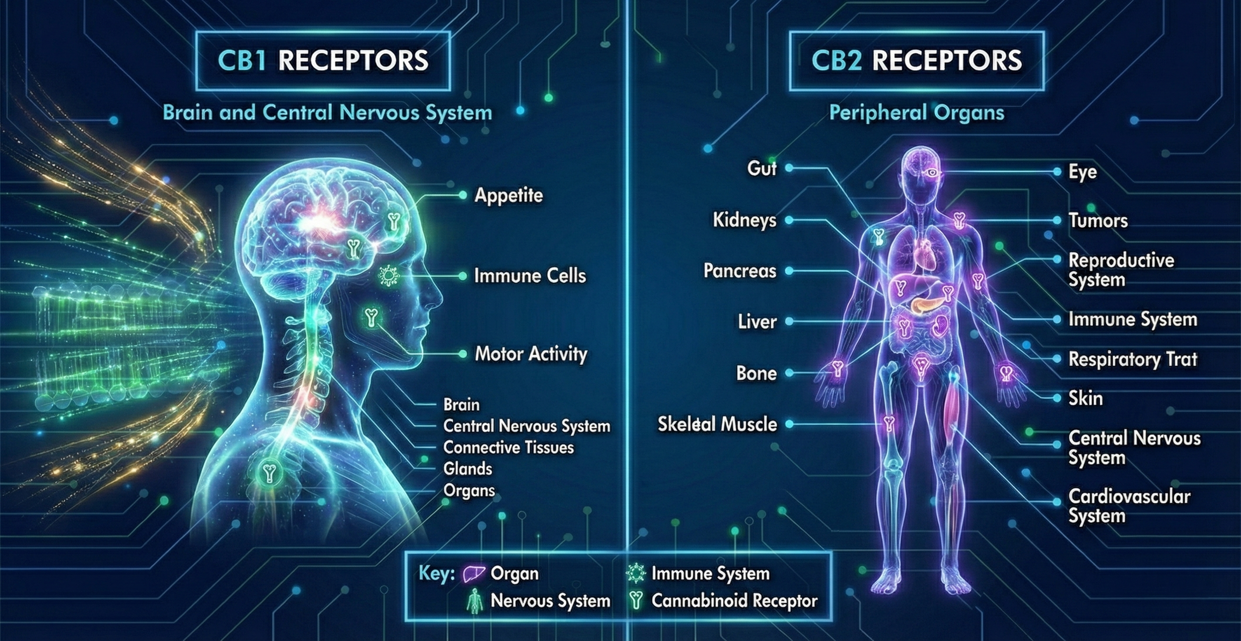 THC vs. CBD – The Biological Difference