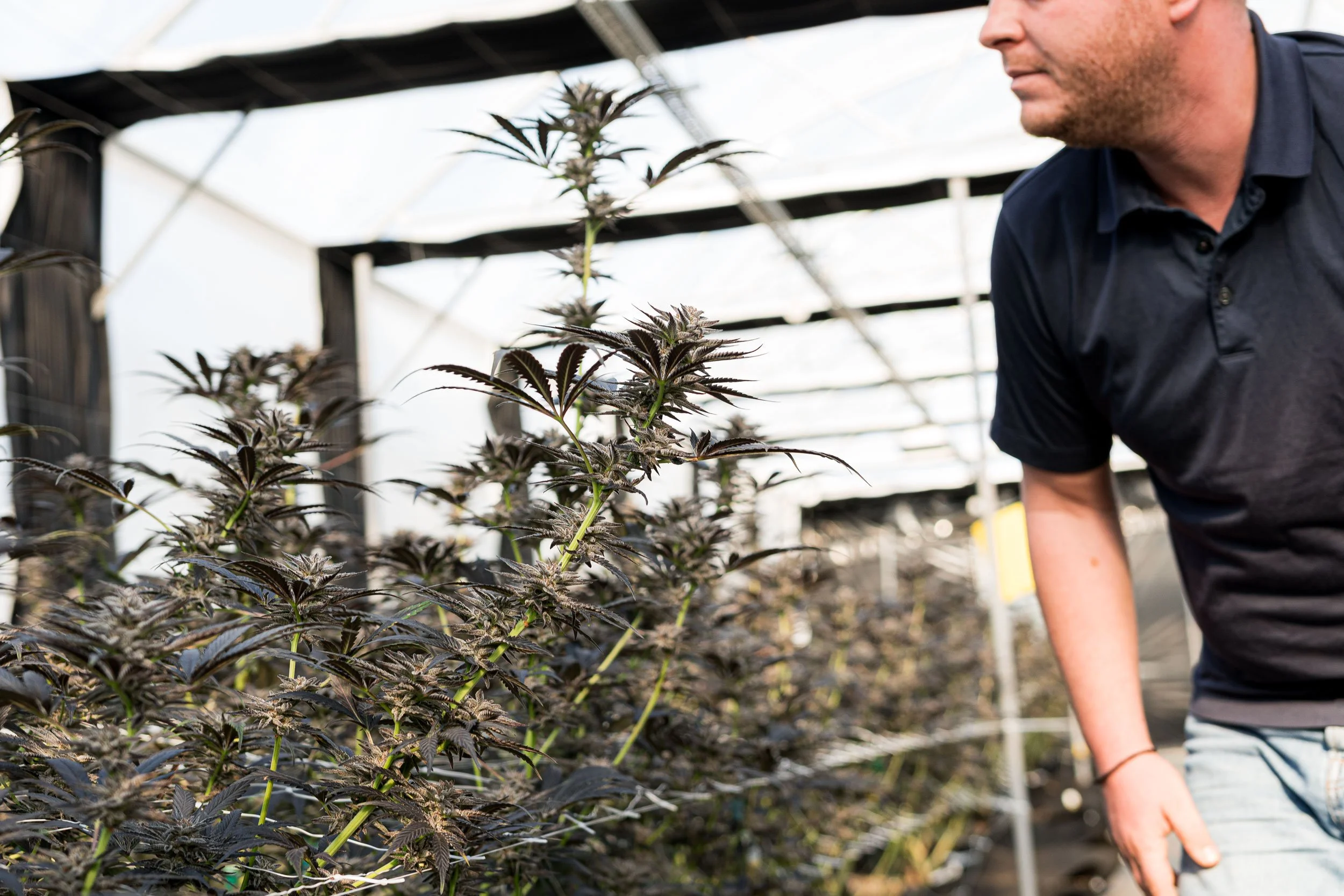  A cultivator inspects medical cannabis plants grown for Galaxia Living Soil strains. 