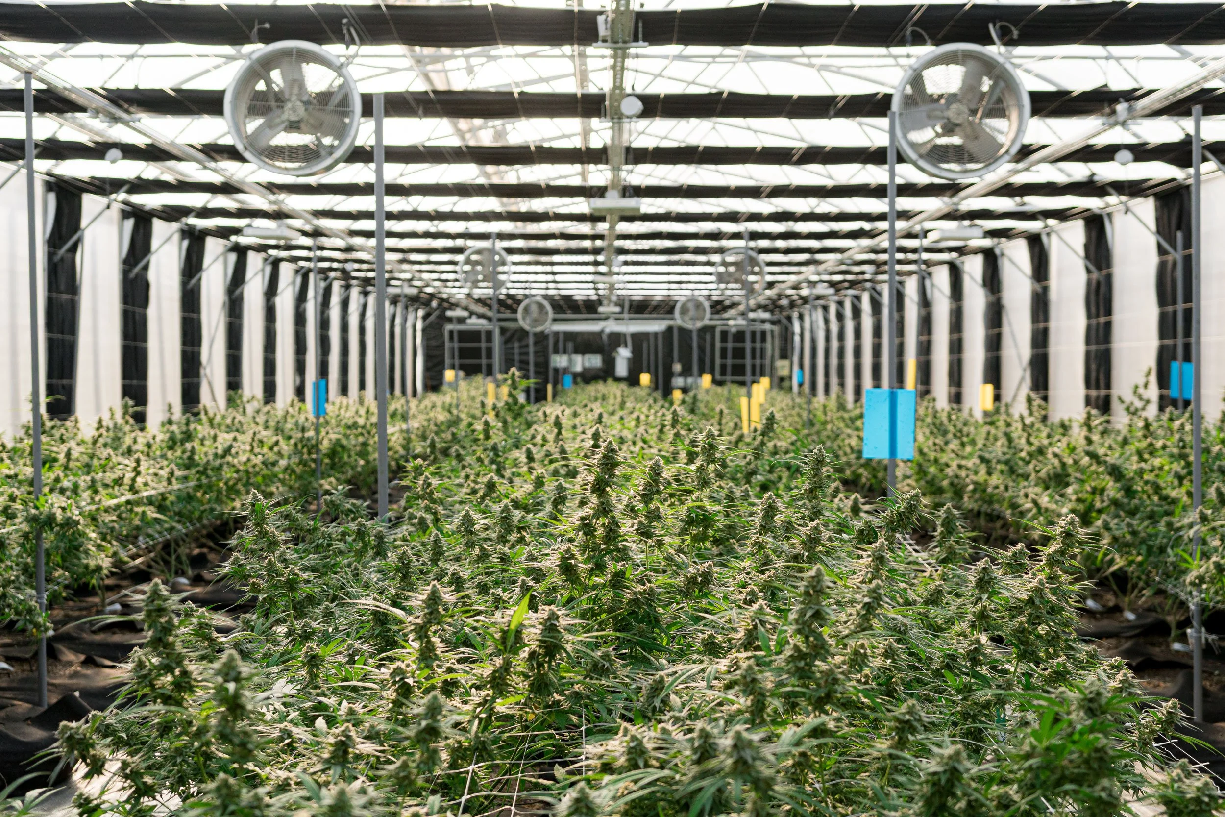  A greenhouse with rows of medical cannabis plants grown for Galaxia Living Soil strains under bright natural light. 
