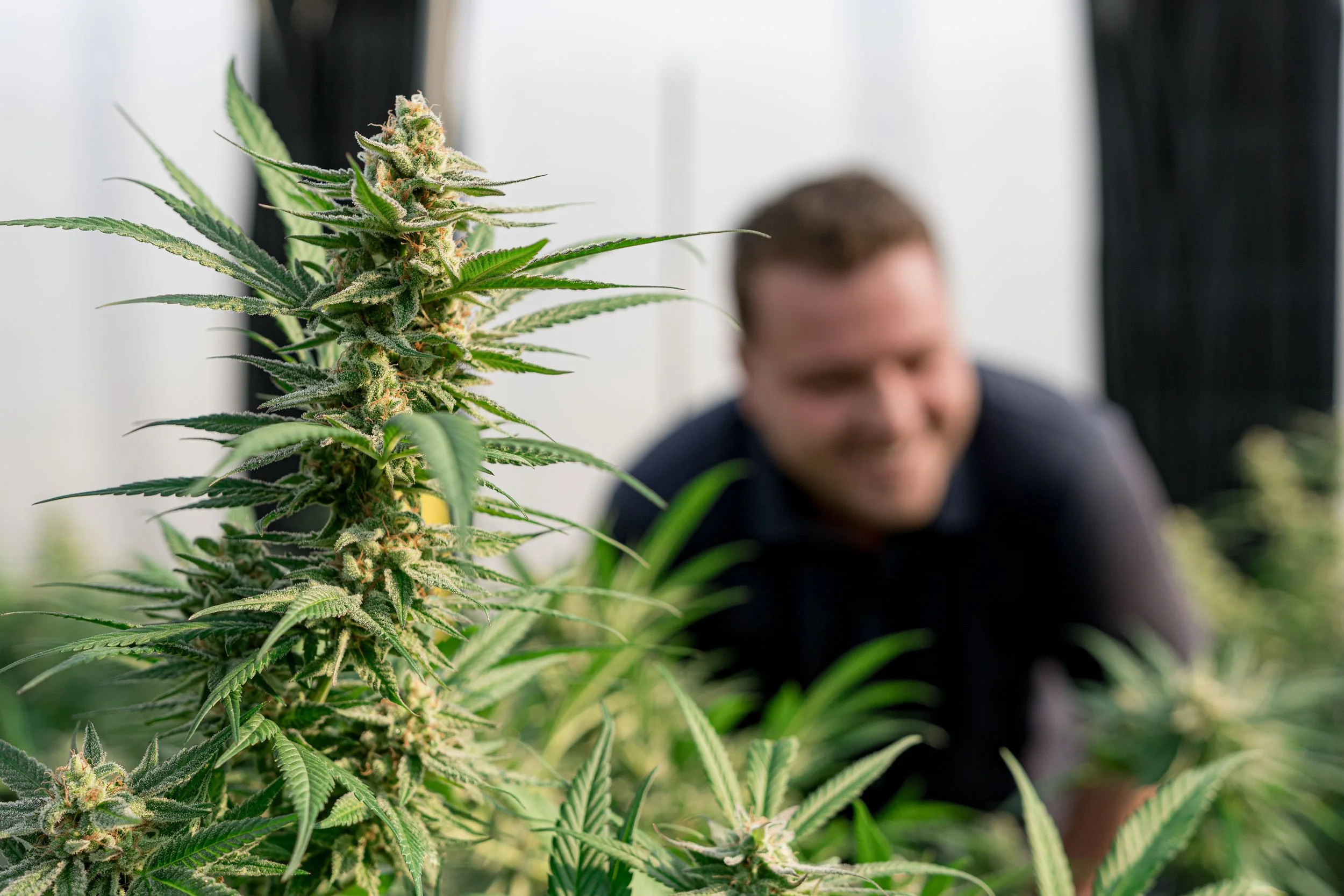 Close-up of a flowering medical cannabis plant grown in living soil for Galaxia Vertical