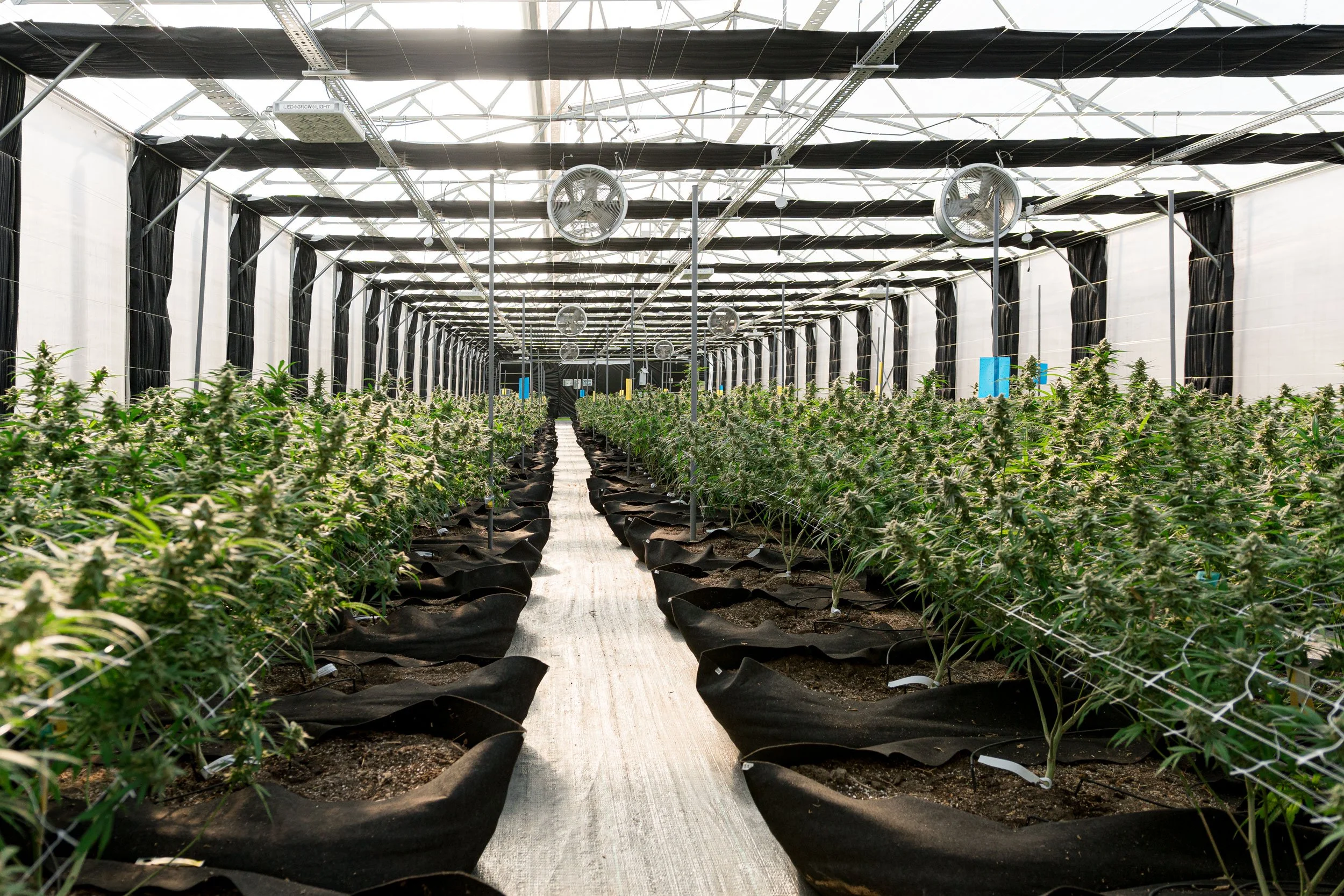  A greenhouse with rows of medical cannabis plants grown for Galaxia Living Soil strains under bright natural light. 