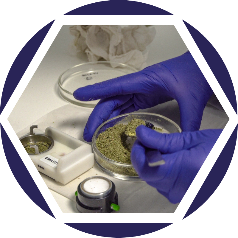 A scientist wearing blue gloves handling a sample of milled medical cannabis in a petri dish in a laboratory at Galaxia Vertical for testing for Pharmaceutical qualities..