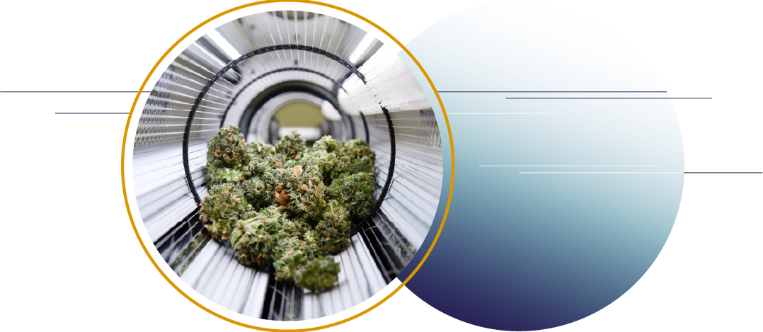 Cannabis buds inside a grow chamber with metallic walls.