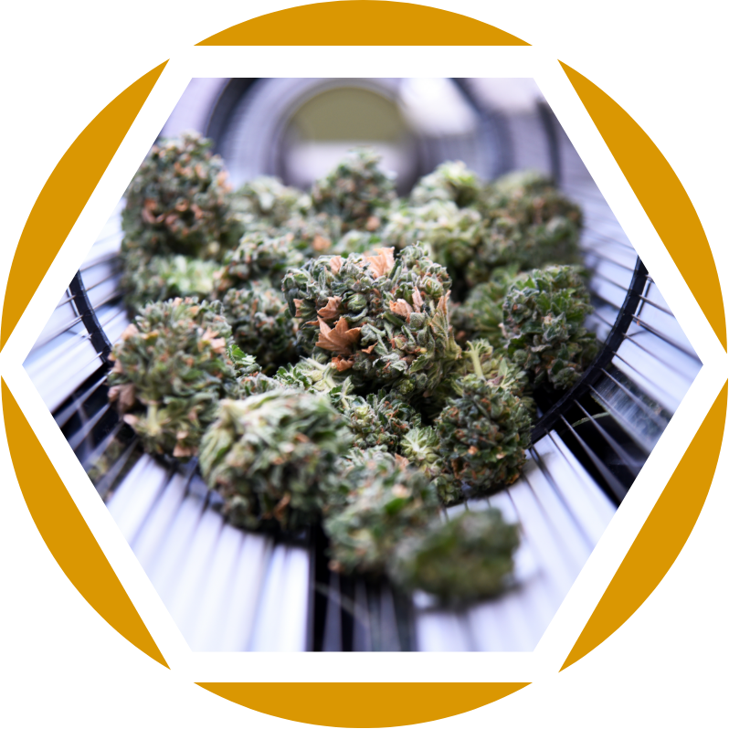 Close-up of Medical cannabis buds during Microbial Reduction process at the Galaxia Vertical GMP facilities in Portugal..