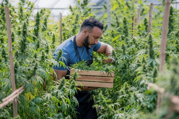 Man inspecting cannabis plants in a greenhouse or outdoor farm.