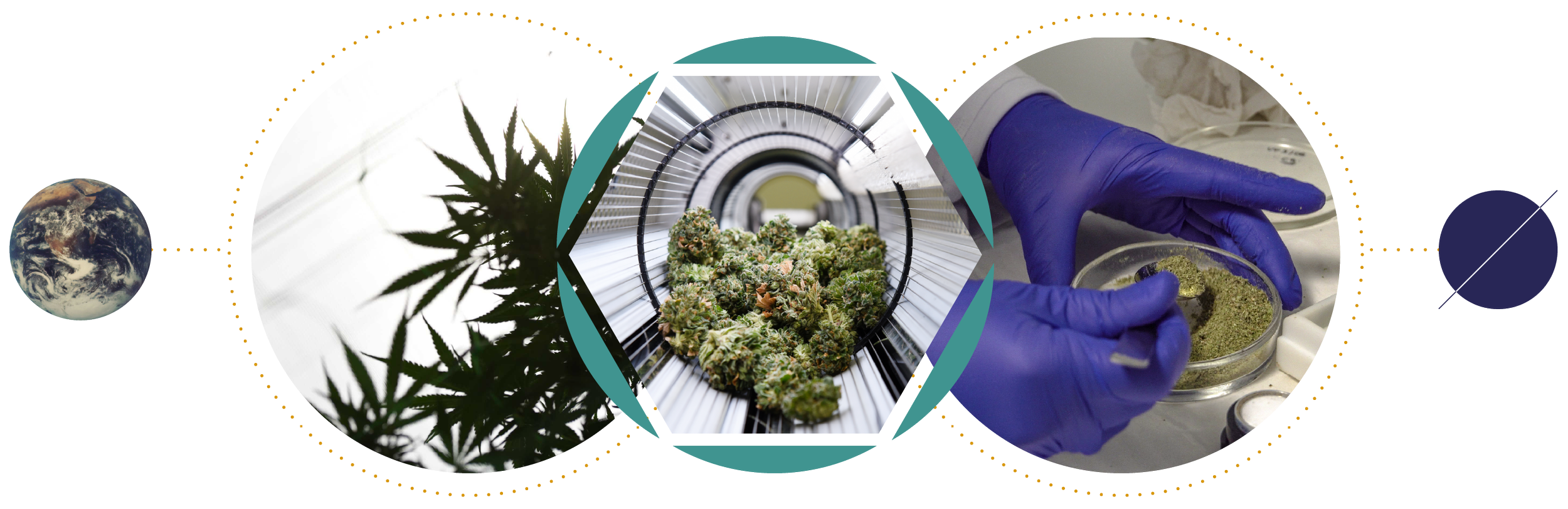 Image of cannabis plant, cannabis buds in storage, and a scientist handling cannabis in a laboratory.