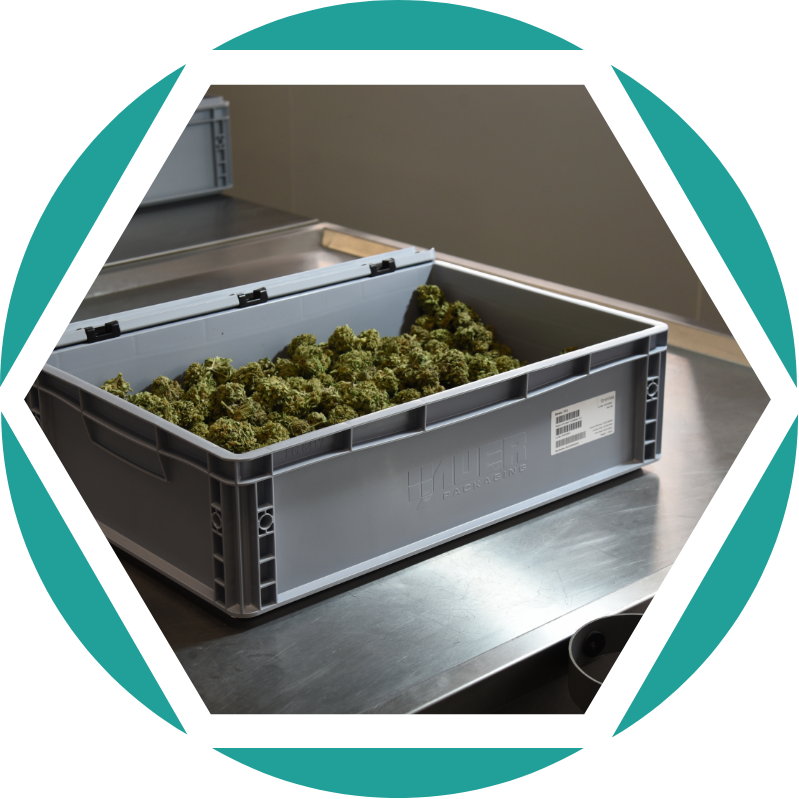 A grey plastic storage crate filled with Medical Cannabis prepared for transport and distribution at Galaxia Vertical Portugal.