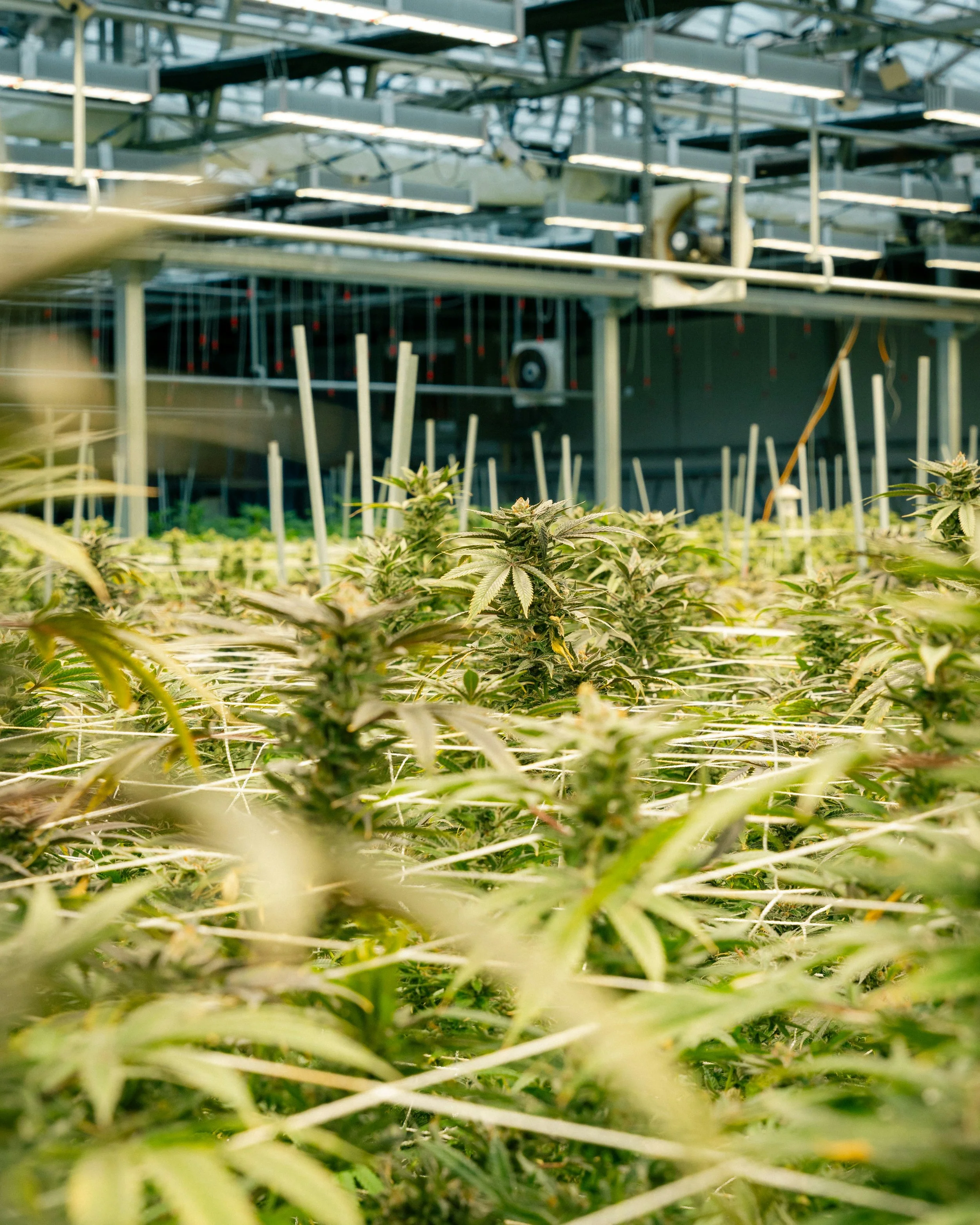 A person in protective clothing and mask pushing a cart with large cannabis plants inside a greenhouse.