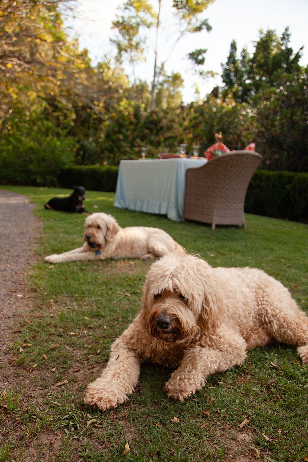 Macabee and friends_The Garden Party_The Dinner Party Guide.jpg