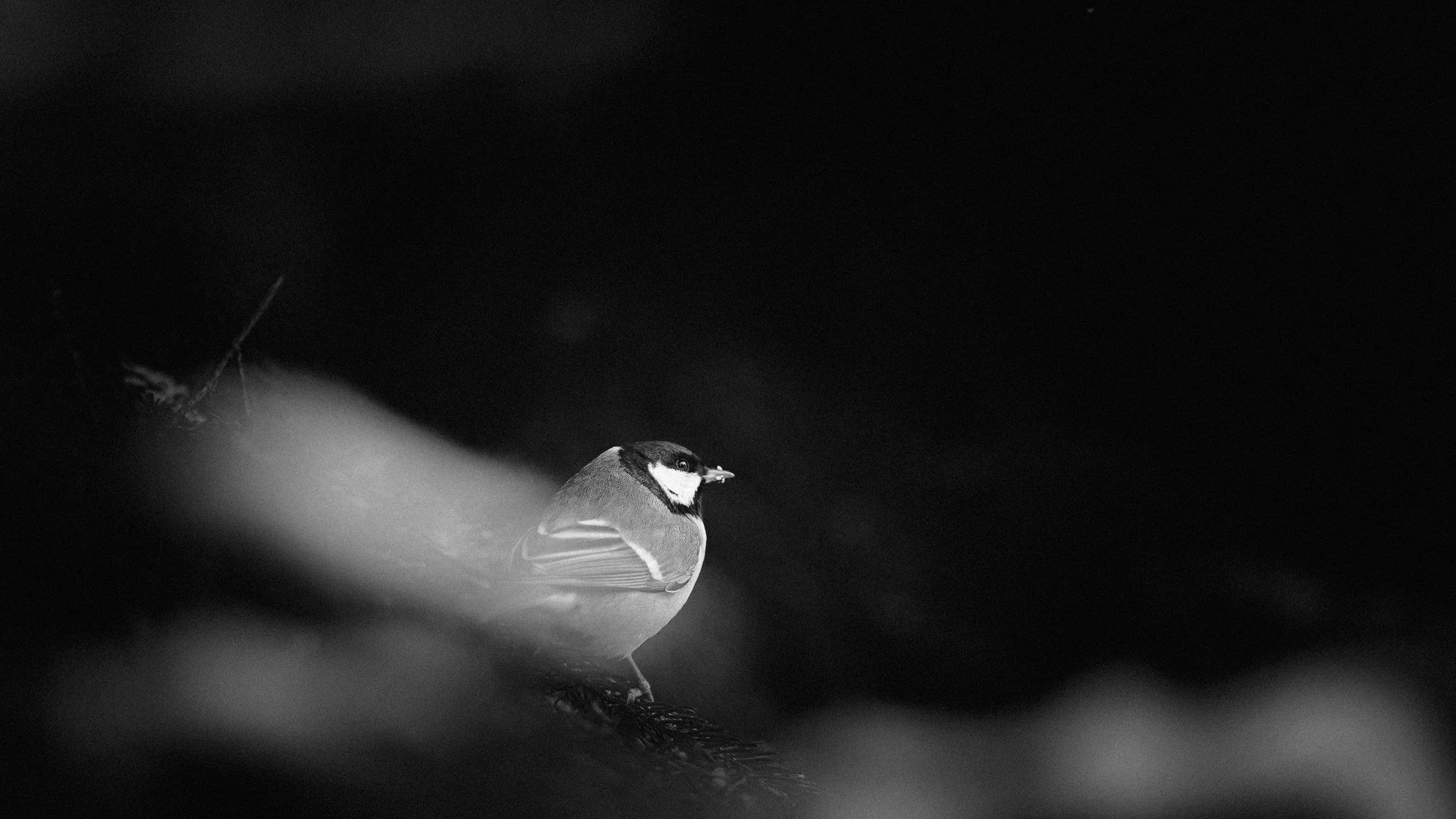 Great tit (Parus major) in Seurasaari, Helsinki, Finland