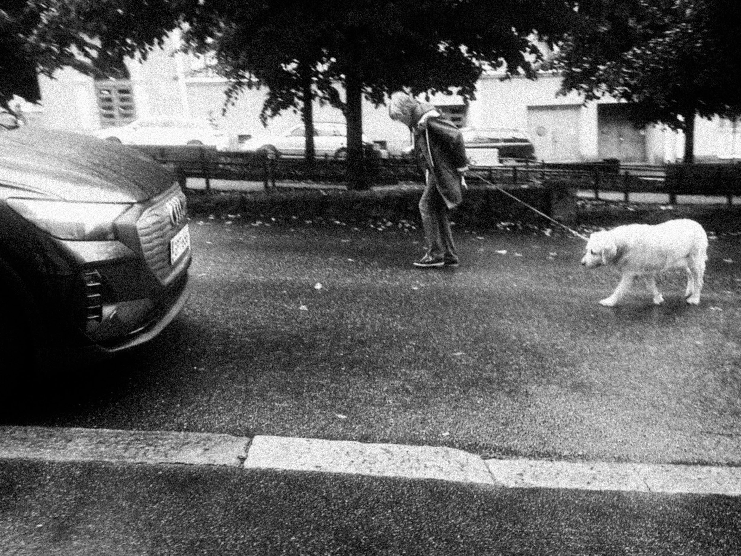 A person walking a dog on a leash in a parking lot during the day, with trees and buildings in the background, captured in black and white.