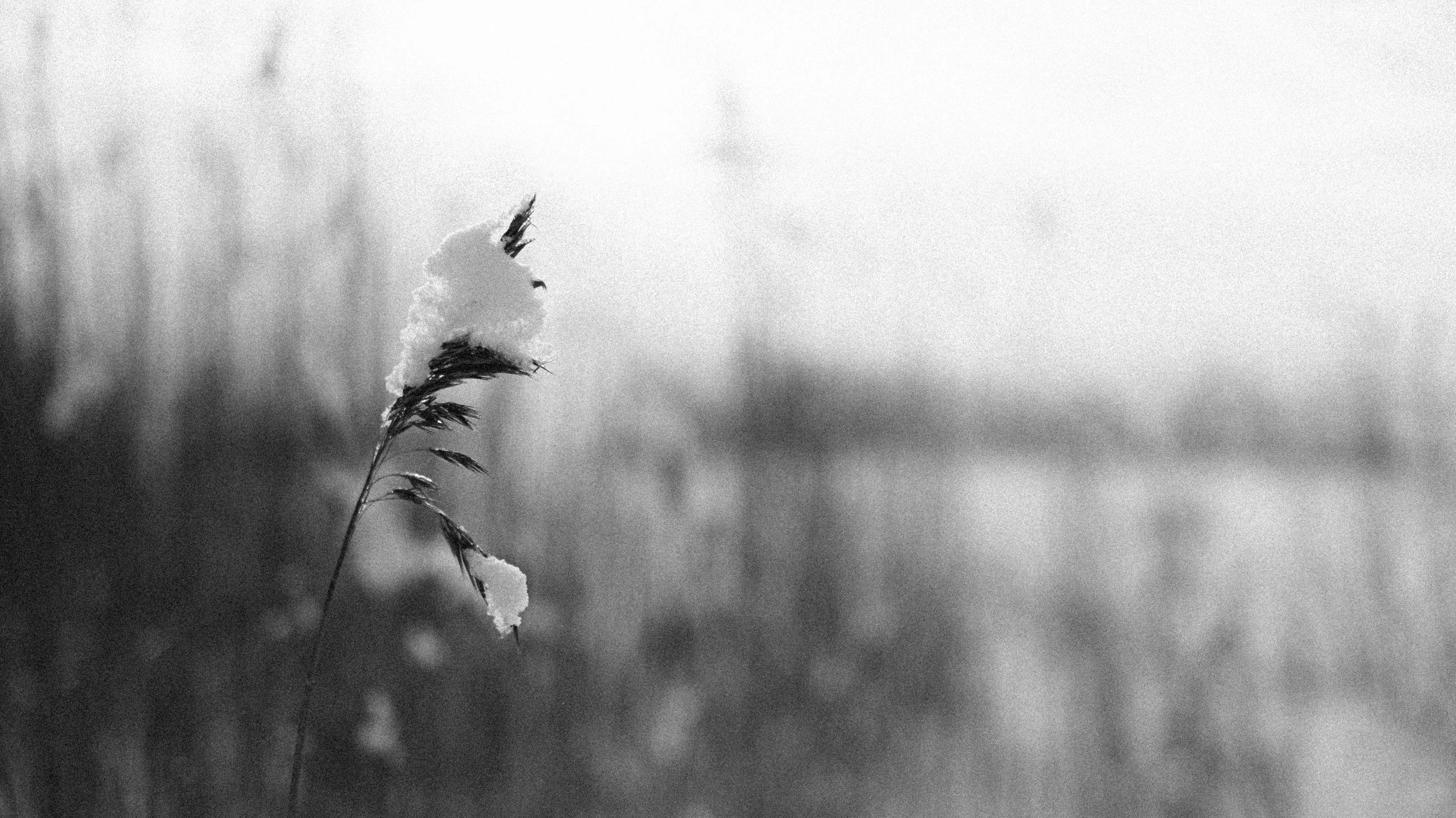 Photo taken with Fujifilm X-Pro2 and 35mm f/1.4 lens