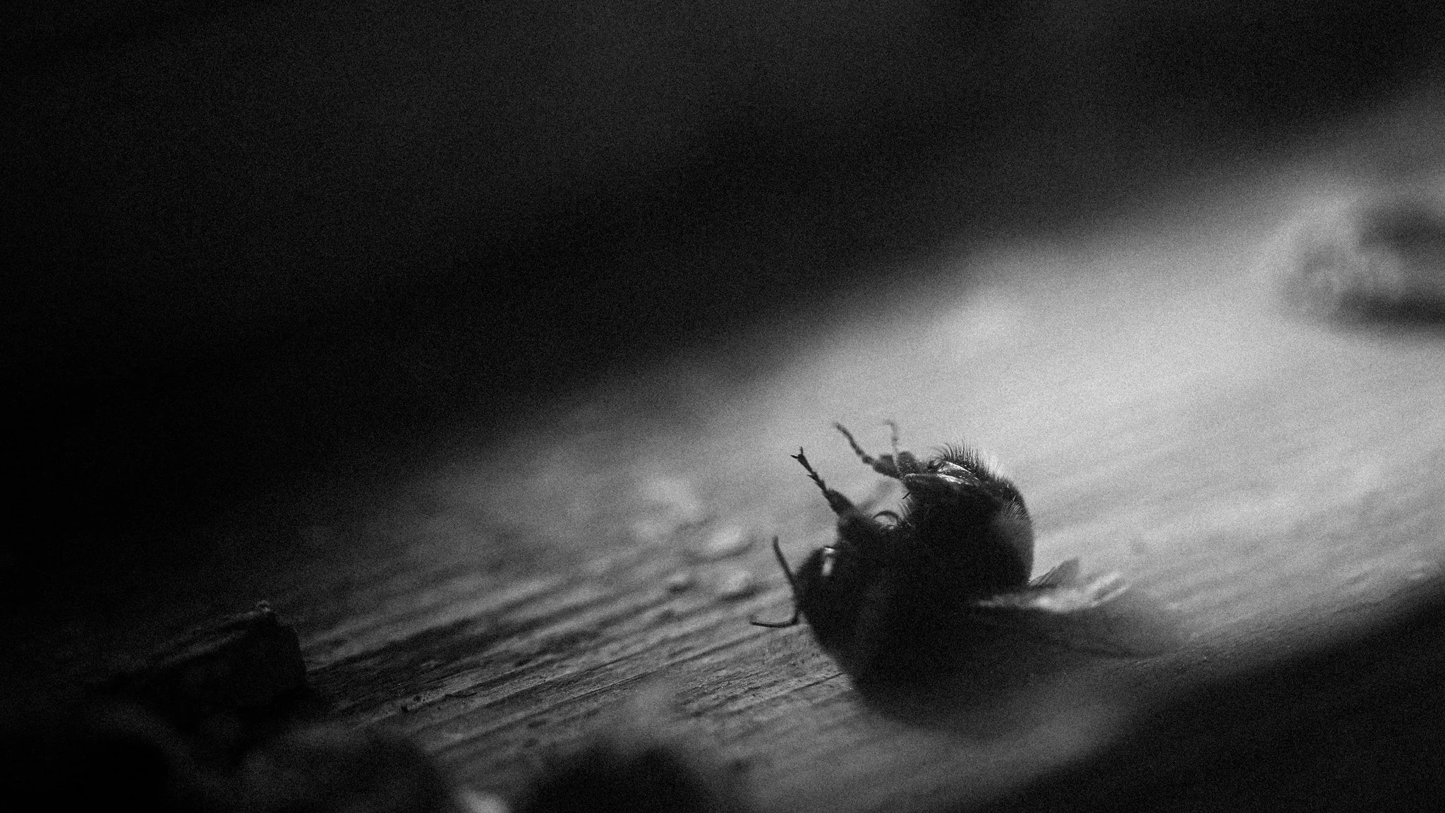 Dead insect on a wooden floor, black and white macro photograph with shallow depth of field. Canon R6. Canon EF 100mm f/2.8 USM
