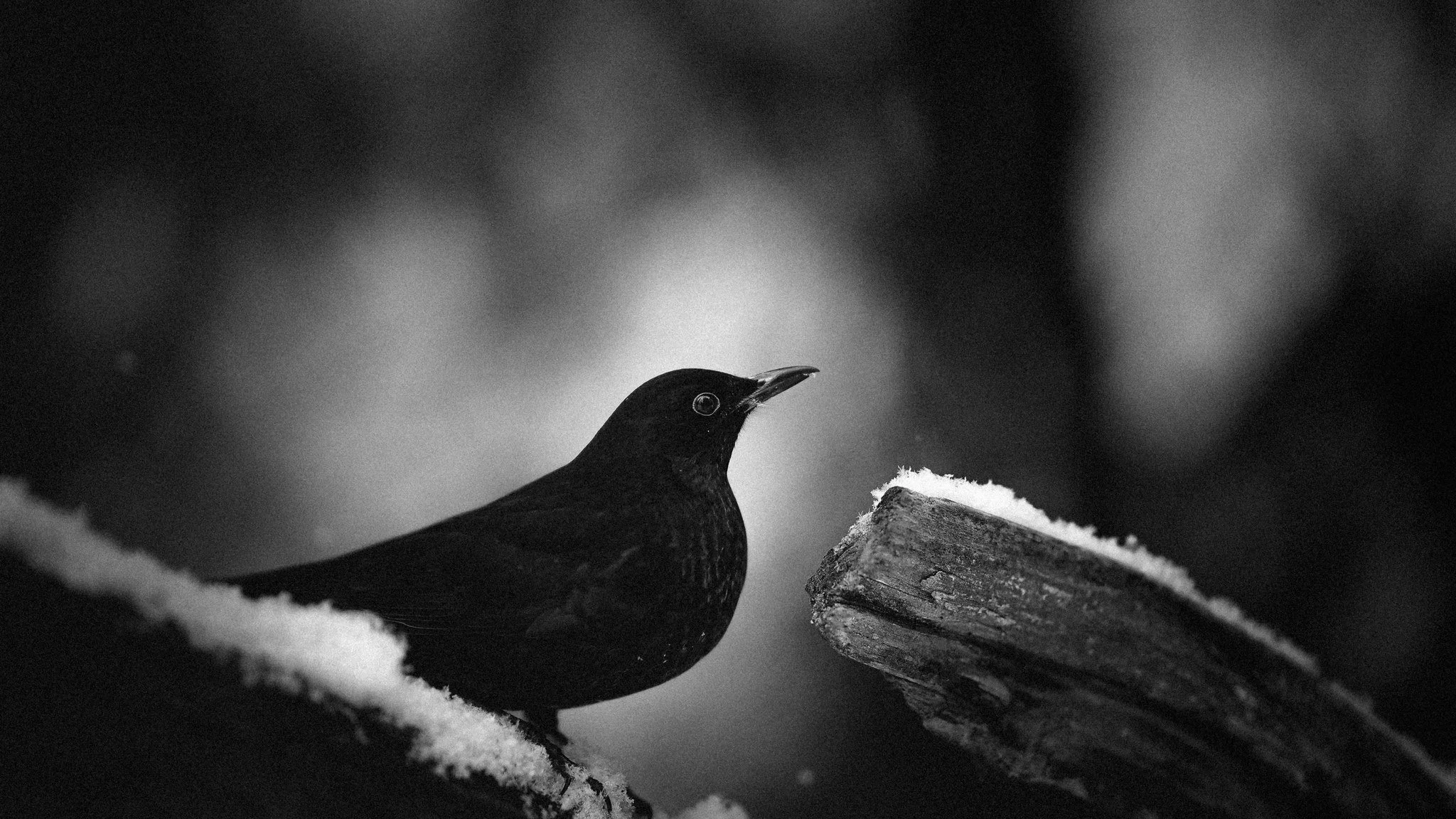 Common blackbird (Turdus merula)