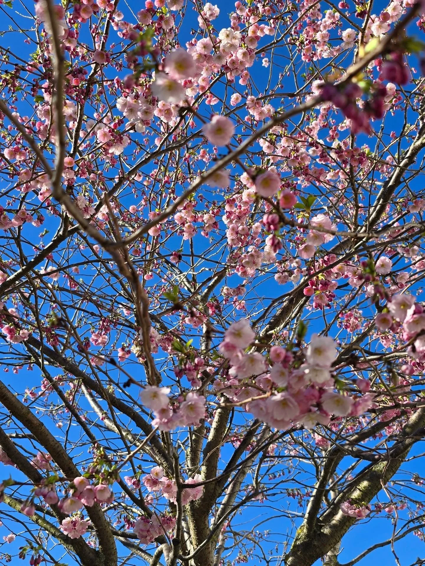 Det vakreste tegnet p&aring; v&aring;r i byen 🌸 &Oslash;nsker dere alle en riktig fin s&oslash;ndag 🌤