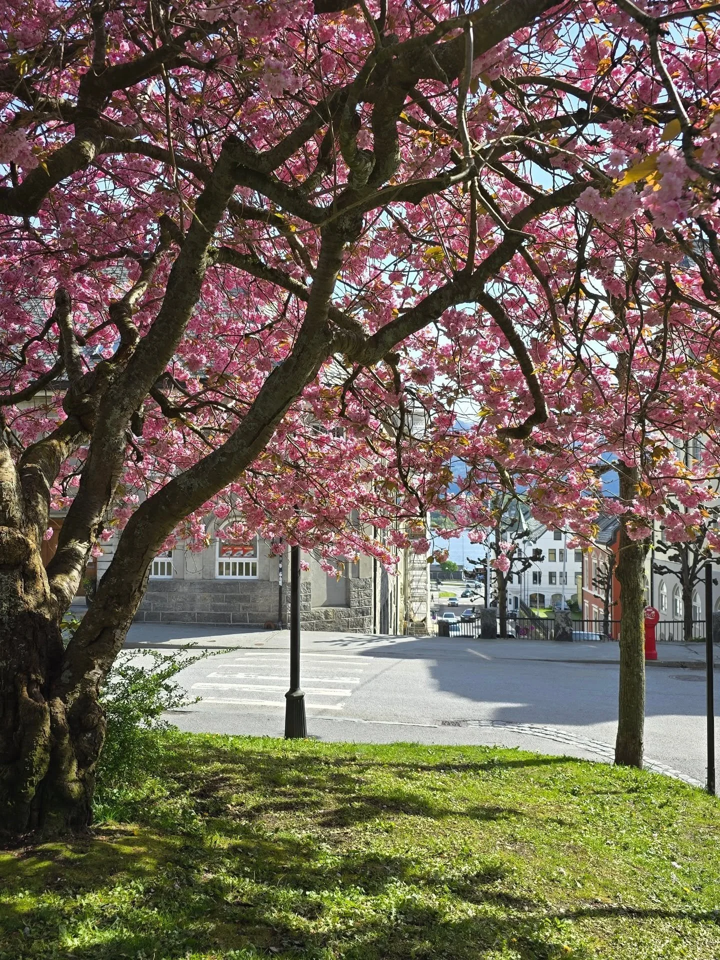 Under lyse himler st&aring;r kirseb&aelig;rtreet stille 🌸
Et lite pust i vrimmelen av byliv ✨

N&aring; er v&aring;ren her, og Byparken blomstrer &ndash;
rosa toner, rolige &oslash;yeblikk og en p&aring;minnelse om &aring; stoppe litt opp 💗