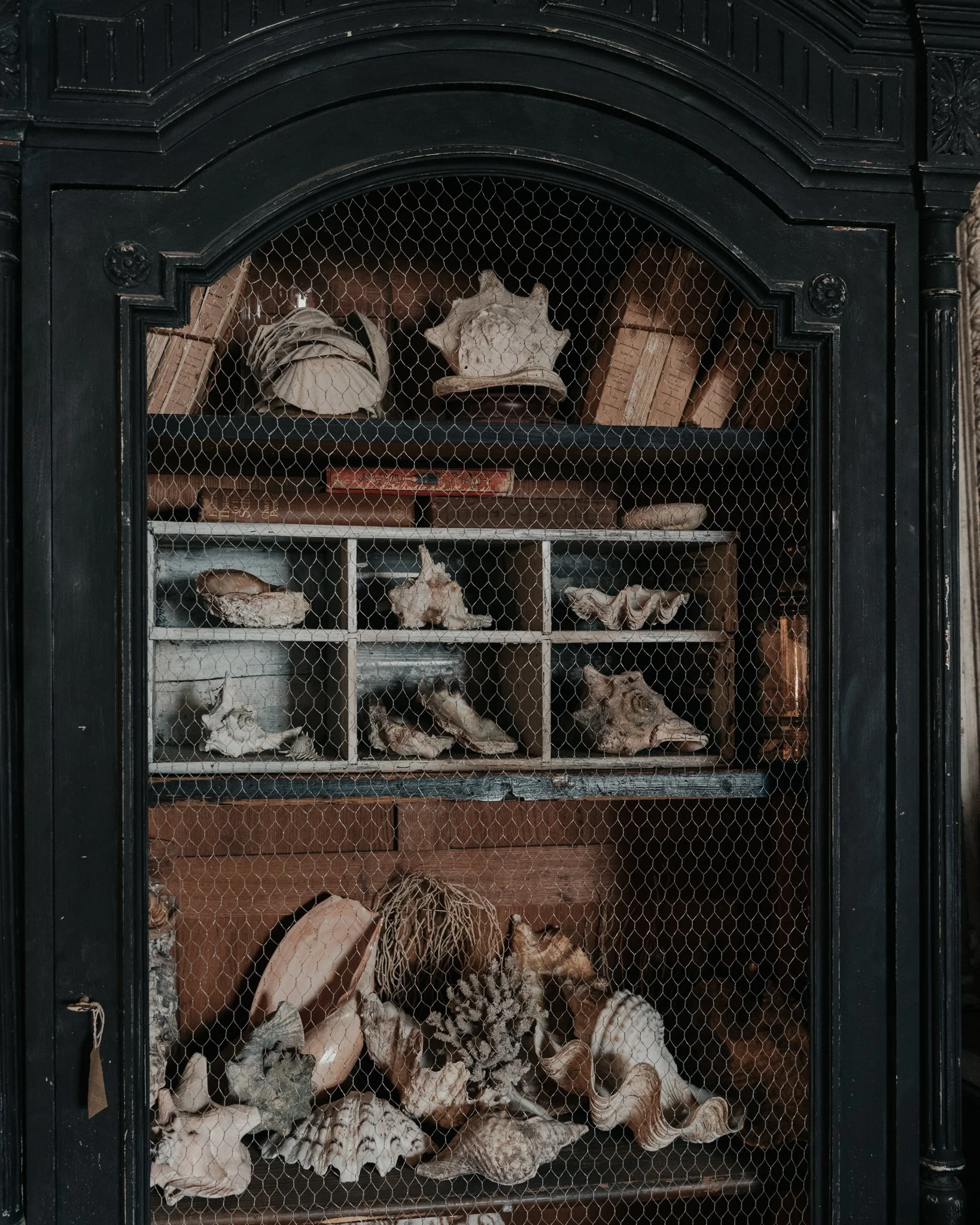 a dark wooden cabinet with a wire mesh door, filled with seashells, bones, and artifacts, arranged on multiple shelves.