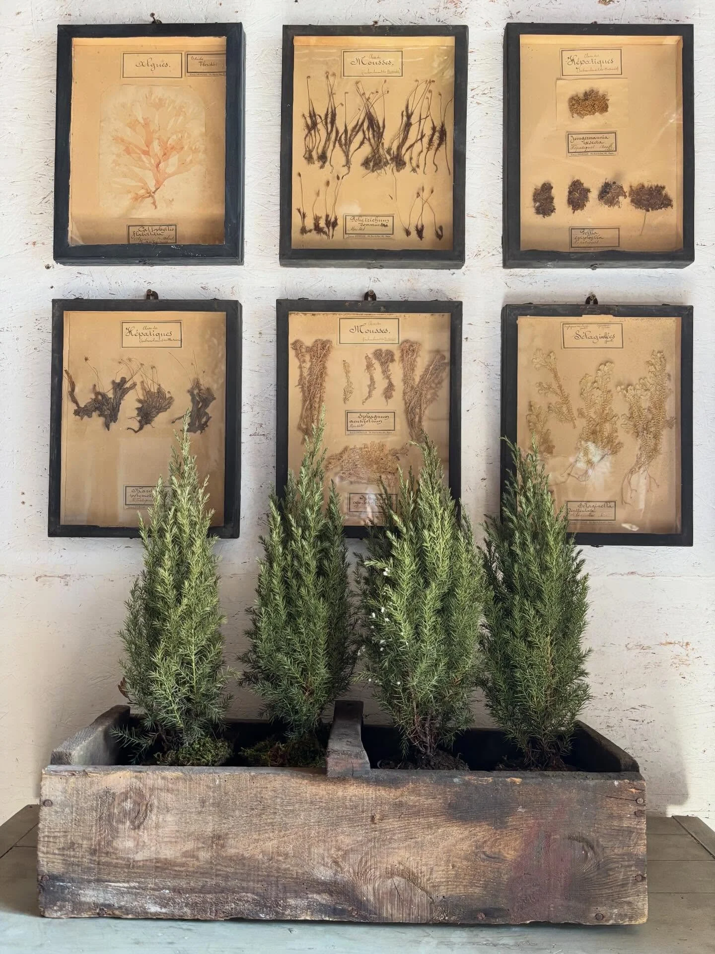 I couldn&rsquo;t love these any more 

32.5cm x 25cm shadow boxes not just frames

#frenchantiques #interiordesign #herbiers #frenchinteriors #interiorstyling