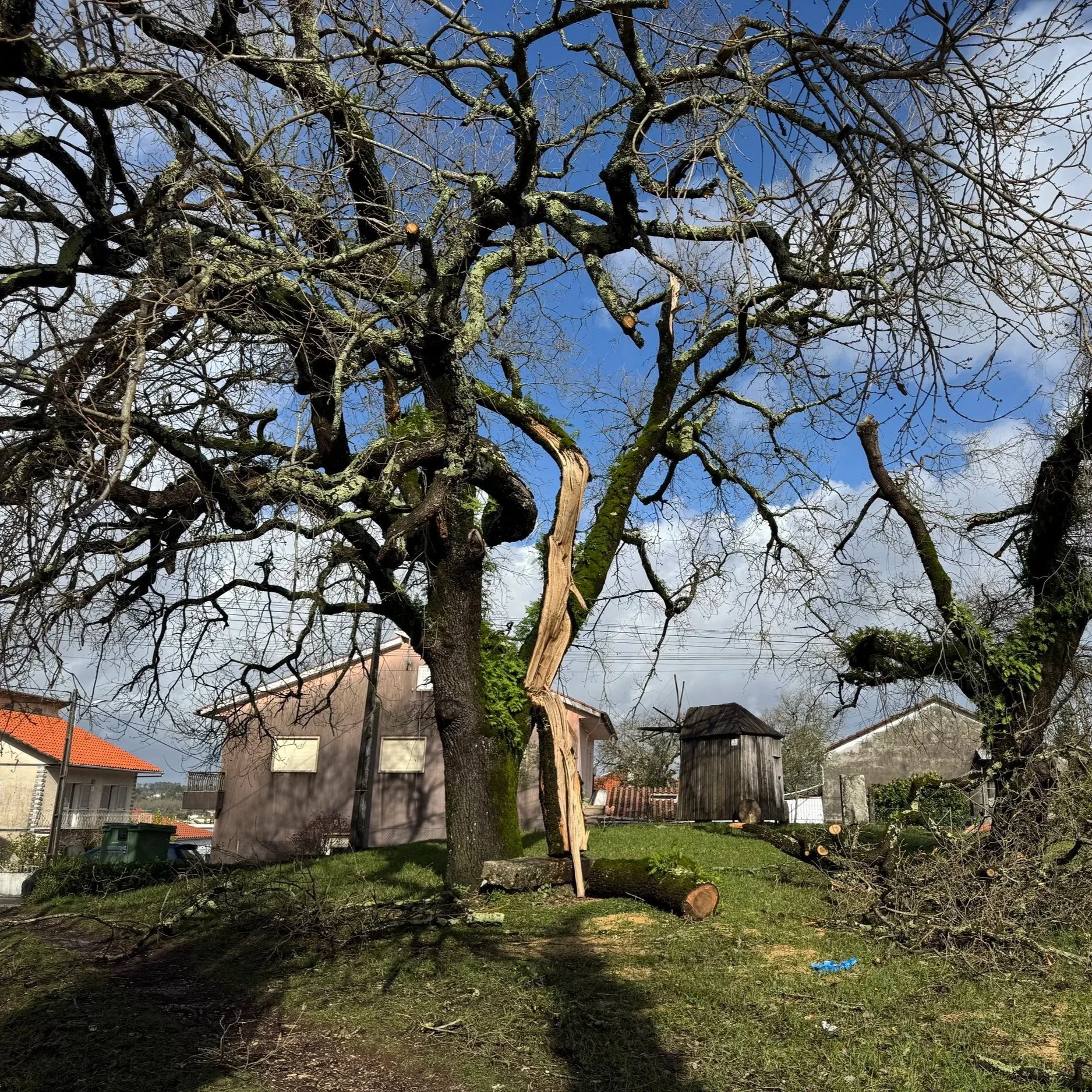 Former tree outside the bank at Santiago da Guarda