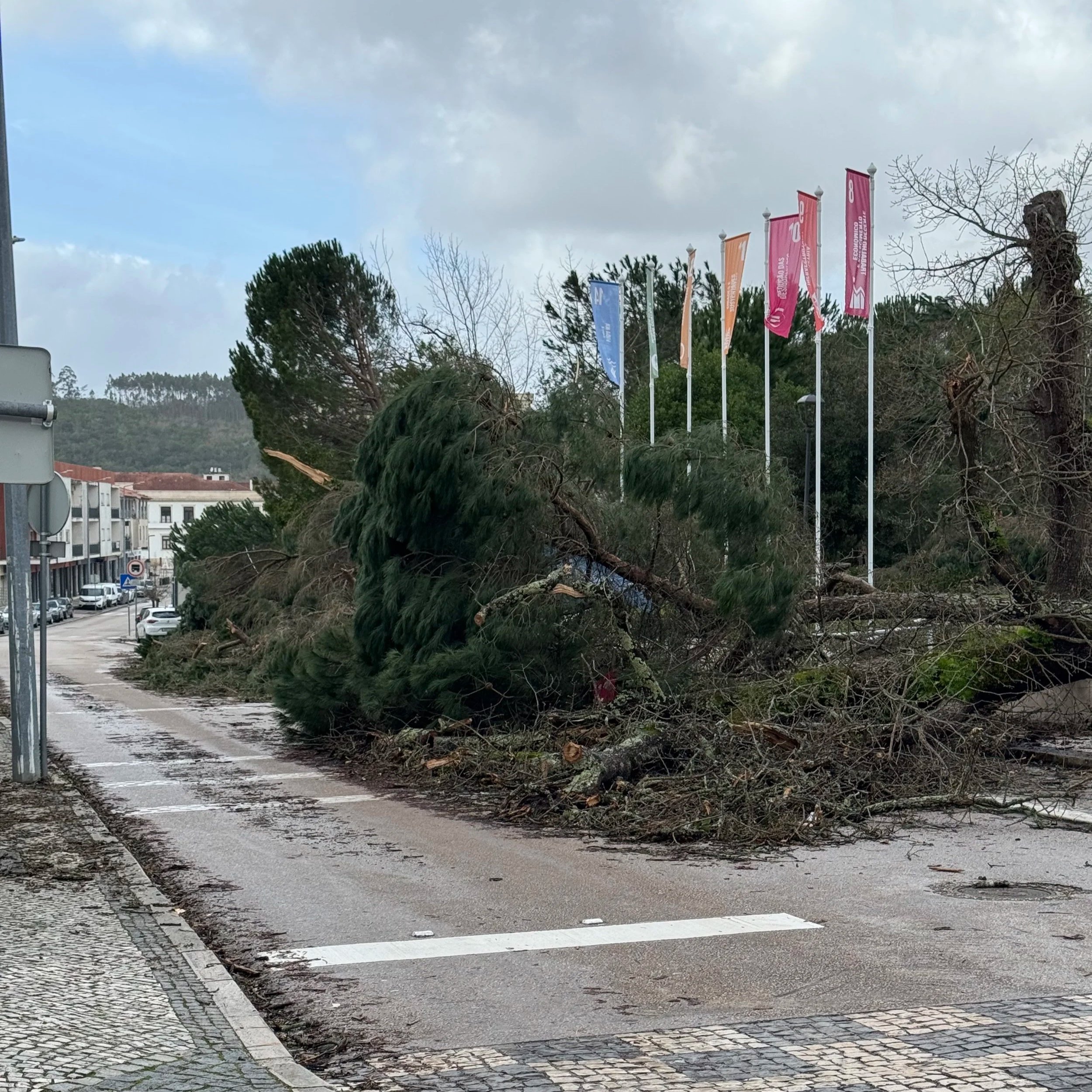 Aren't the trees supposed to be *in* the park?