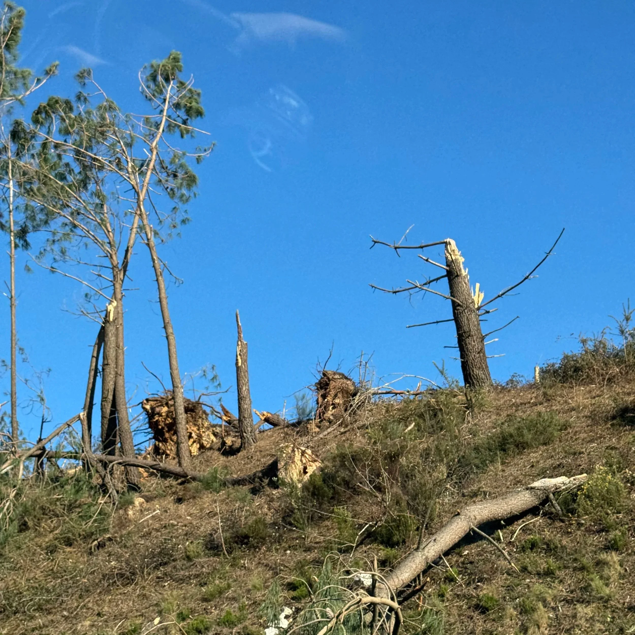 Image of a hillside with several dead and damaged trees under a clear blue sky.