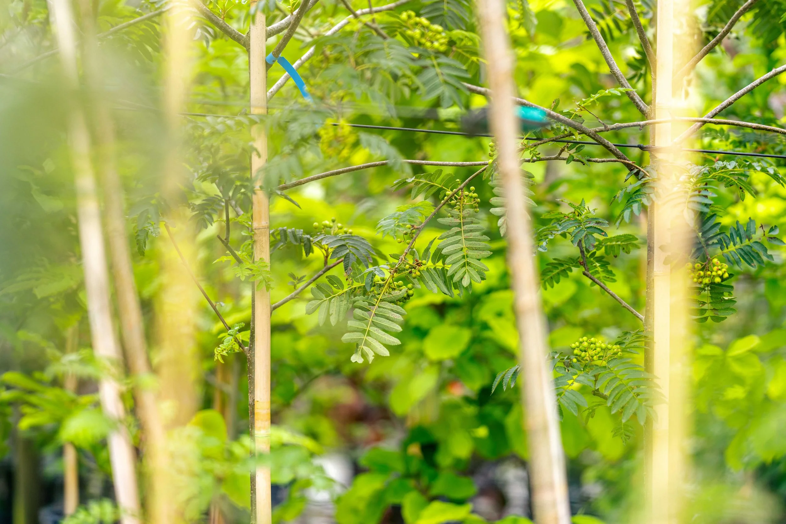 Drone Folkvord Planter  12 aug  35_06429.jpg