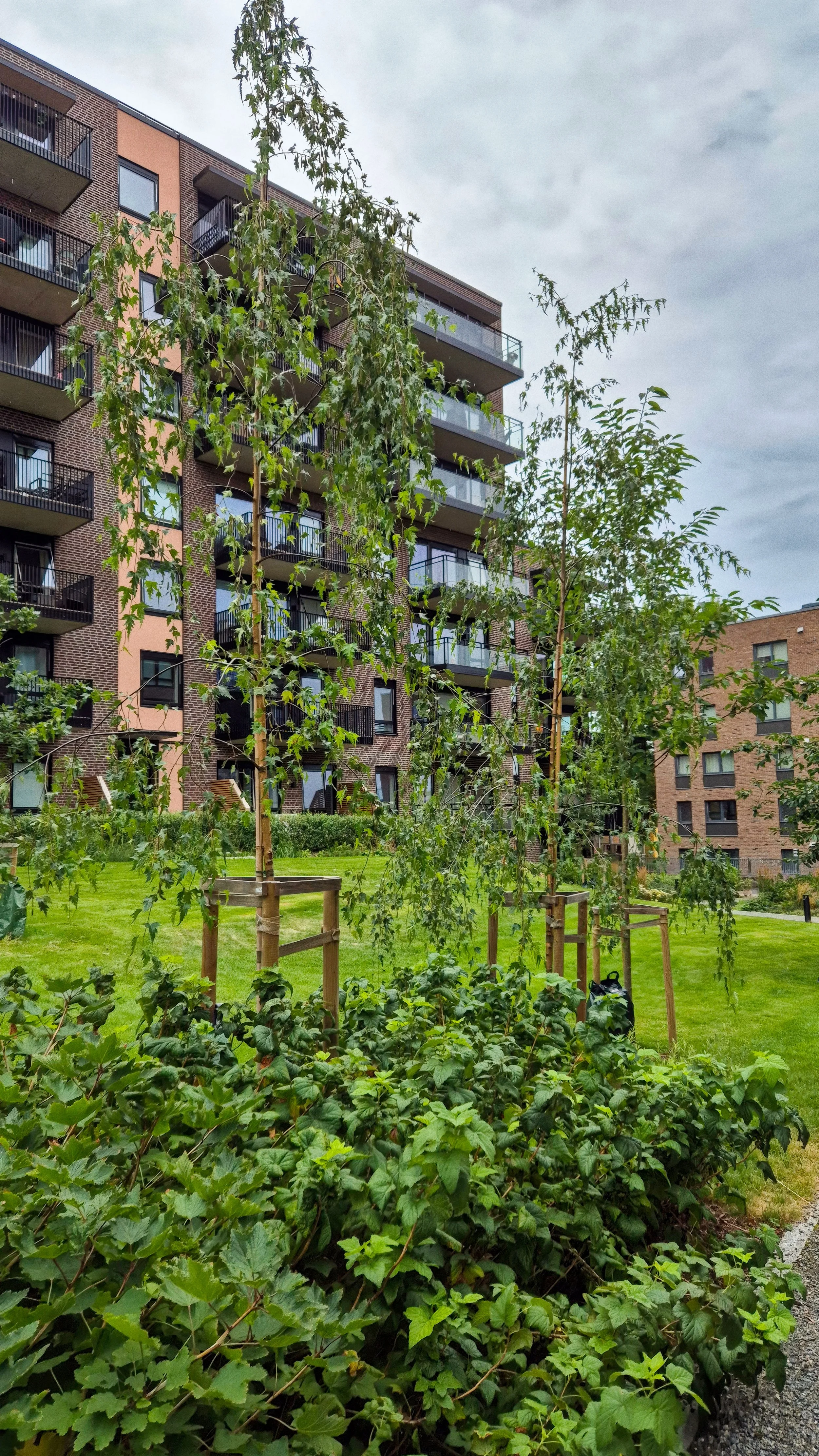 lille løren folkvord 20250731_084414-1.jpg