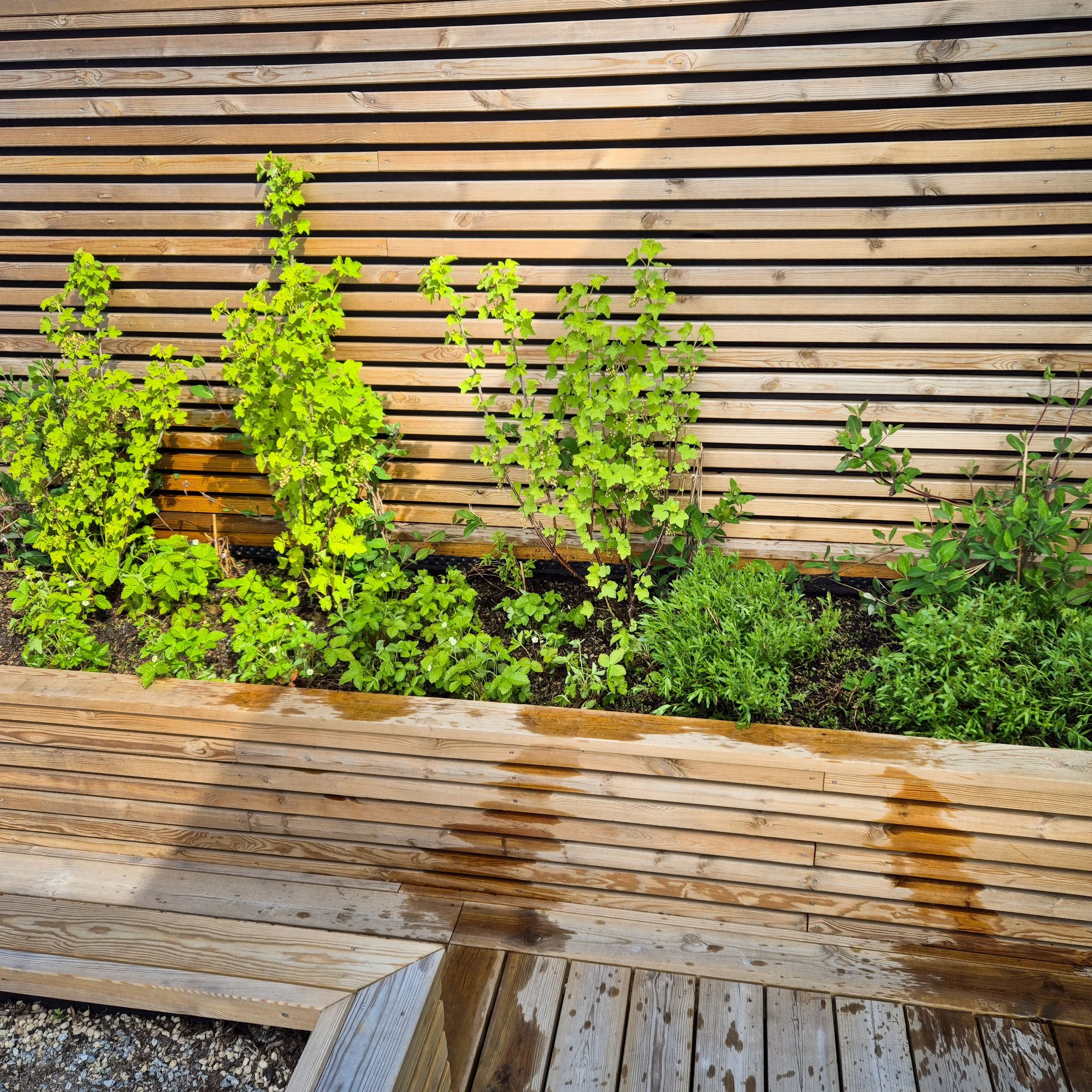 lille løren folkvord 20250508_114821-1.jpg