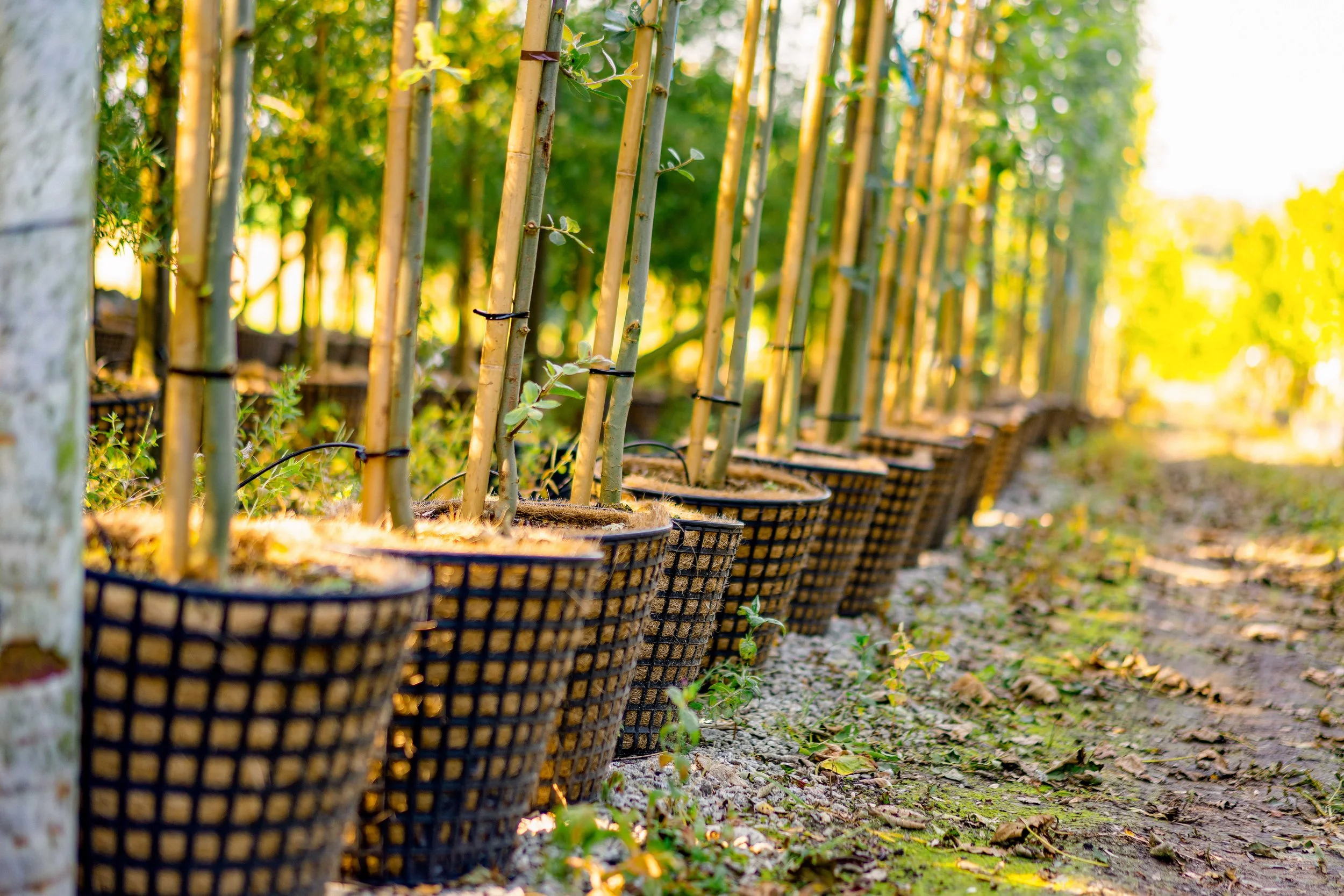 Container Folkvord Planter  aug jenter - 35_06874.jpg