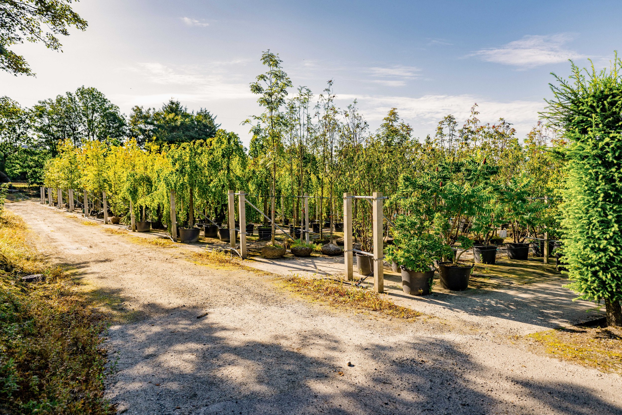 Folkvord Planter  aug jenter - 55_09658.jpg