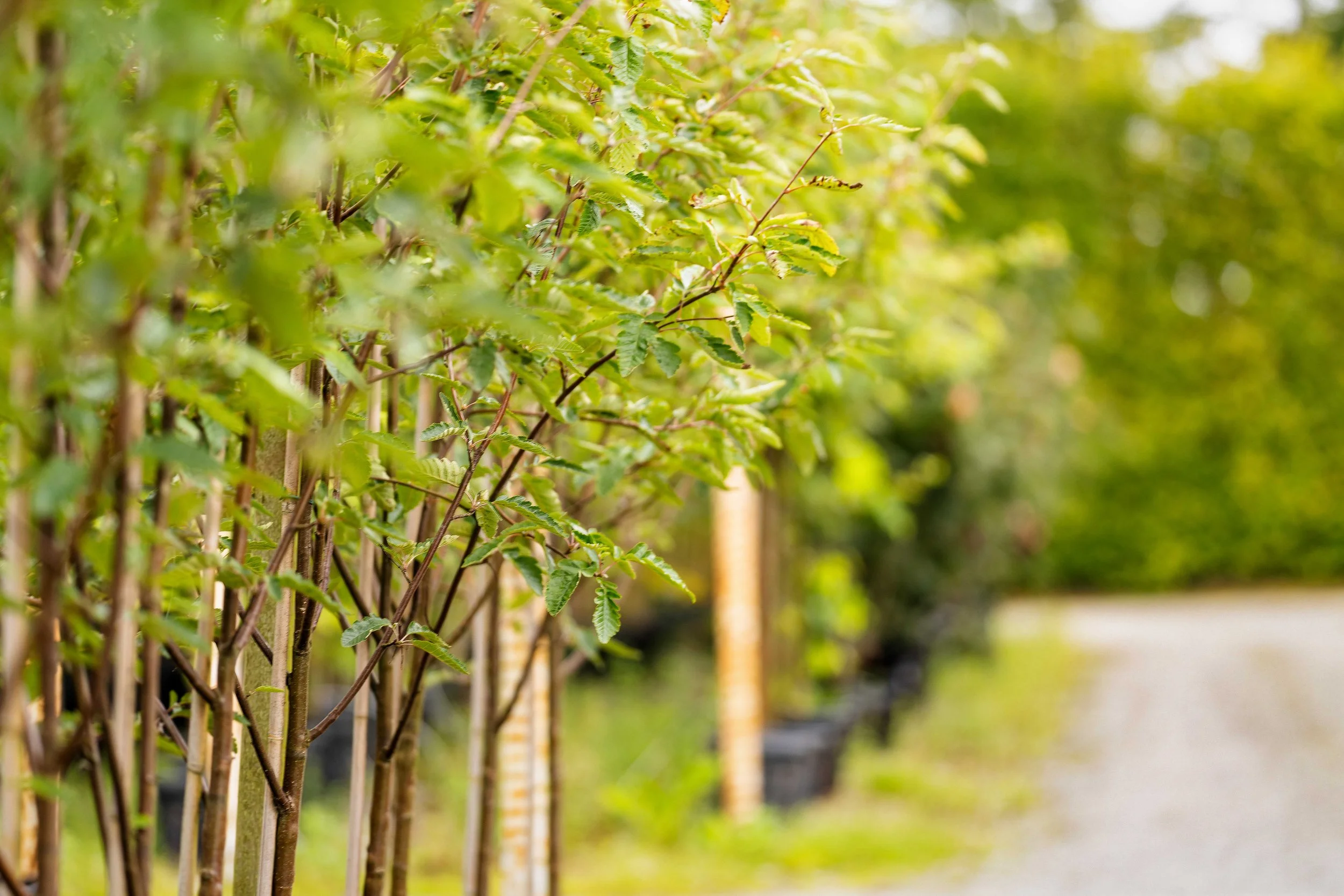 Folkvord Planter  12 aug  35_06218.jpg