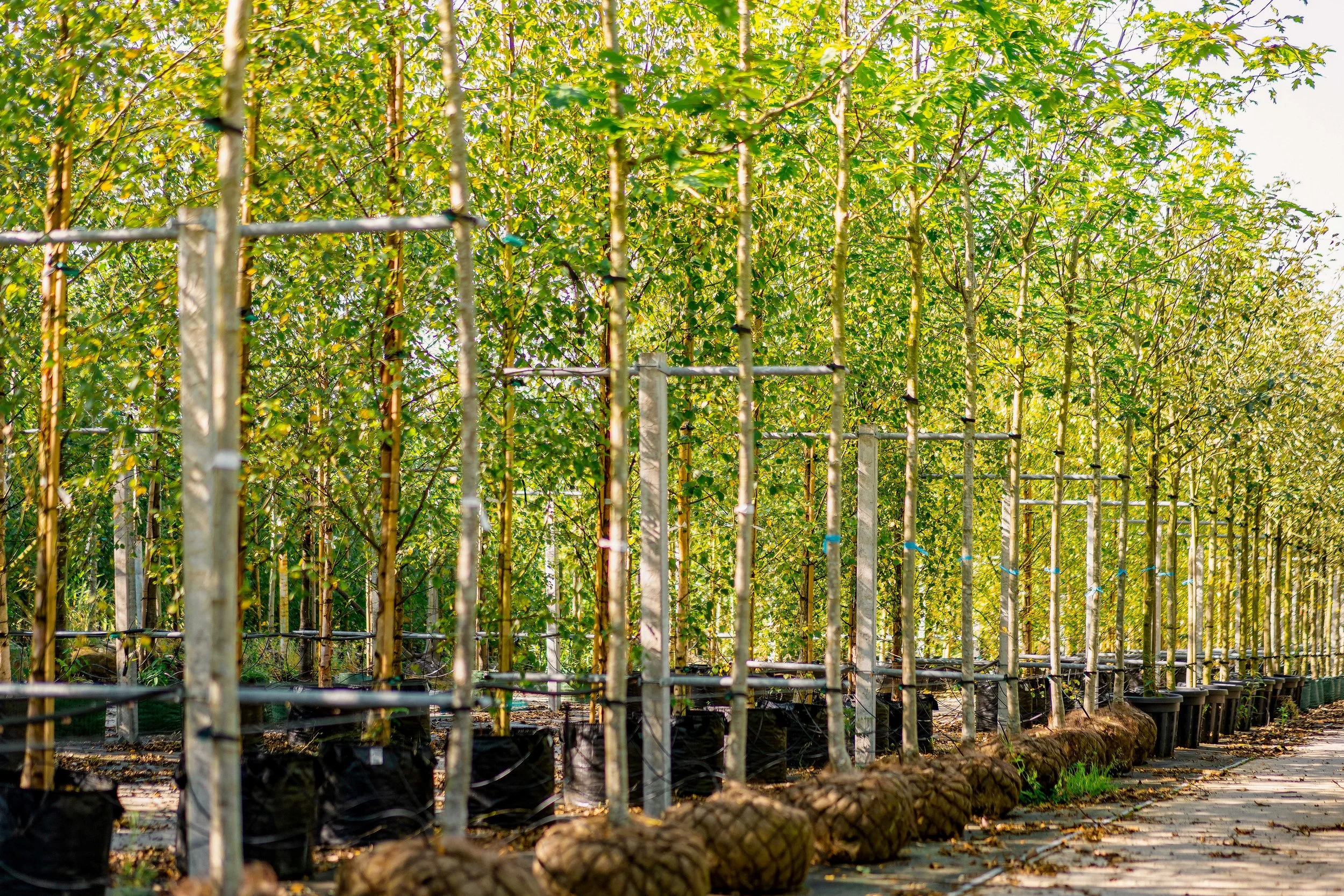 Folkvord Planter  aug jenter - 35_06848.jpg