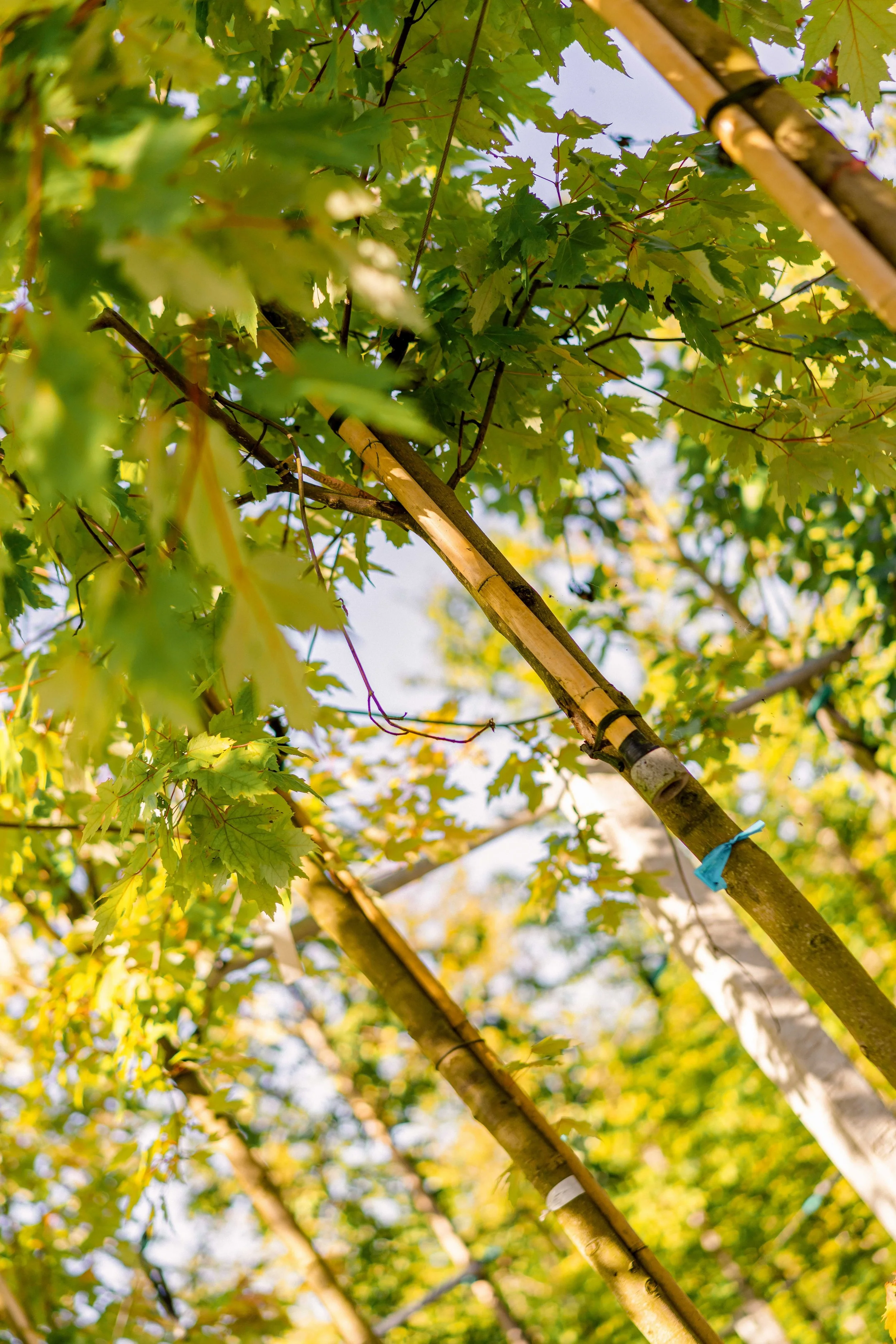 Folkvord Planter  aug jenter - 35_06976.jpg