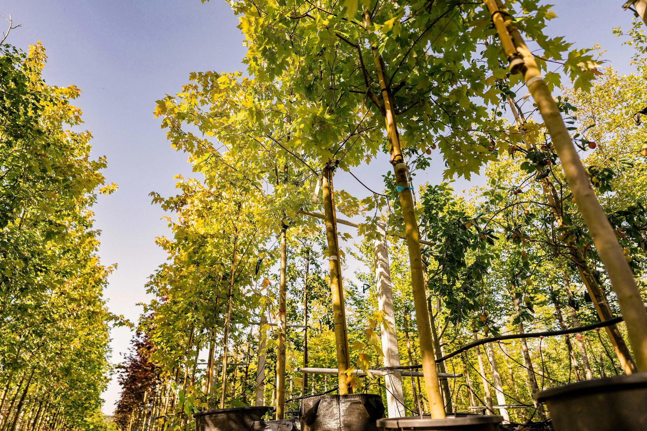 Folkvord Planter  aug jenter - 55_09717.jpg