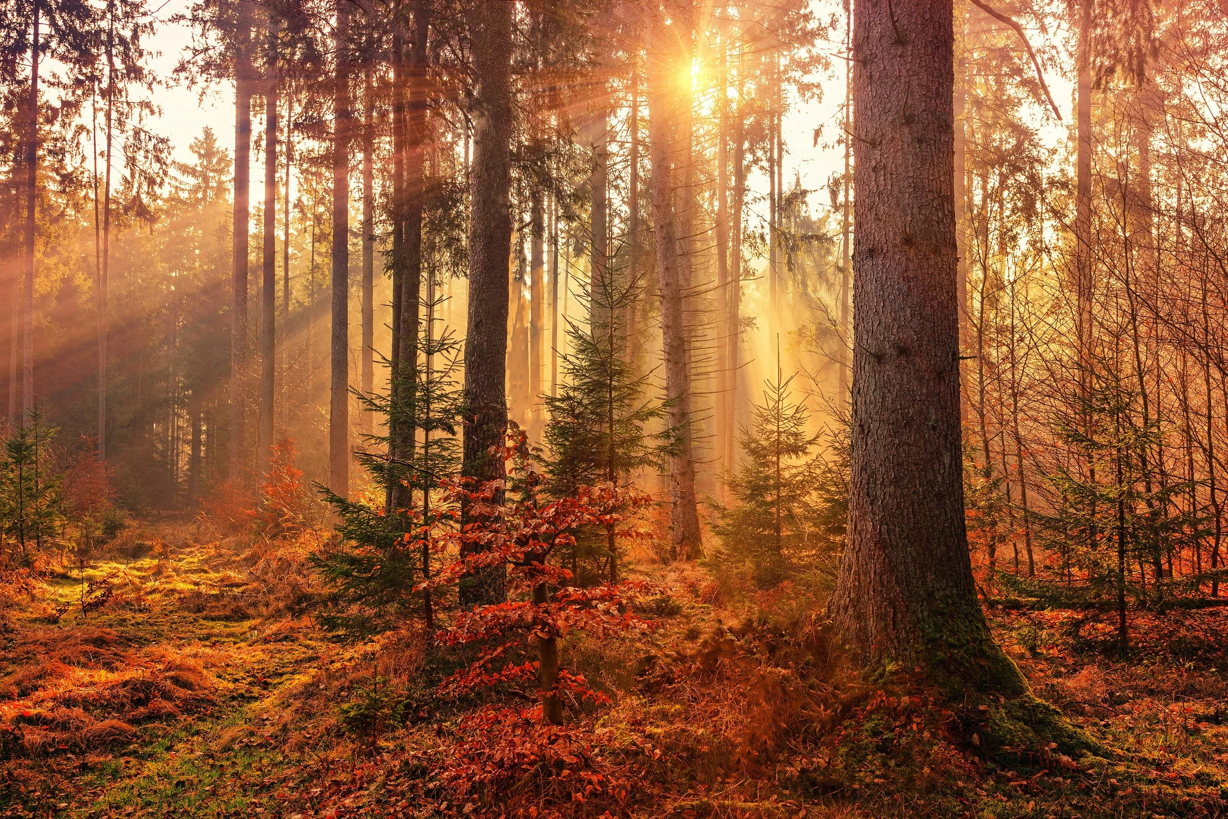 Sunlight shining through a forest with tall trees, fallen leaves, and small green plants on the forest floor.