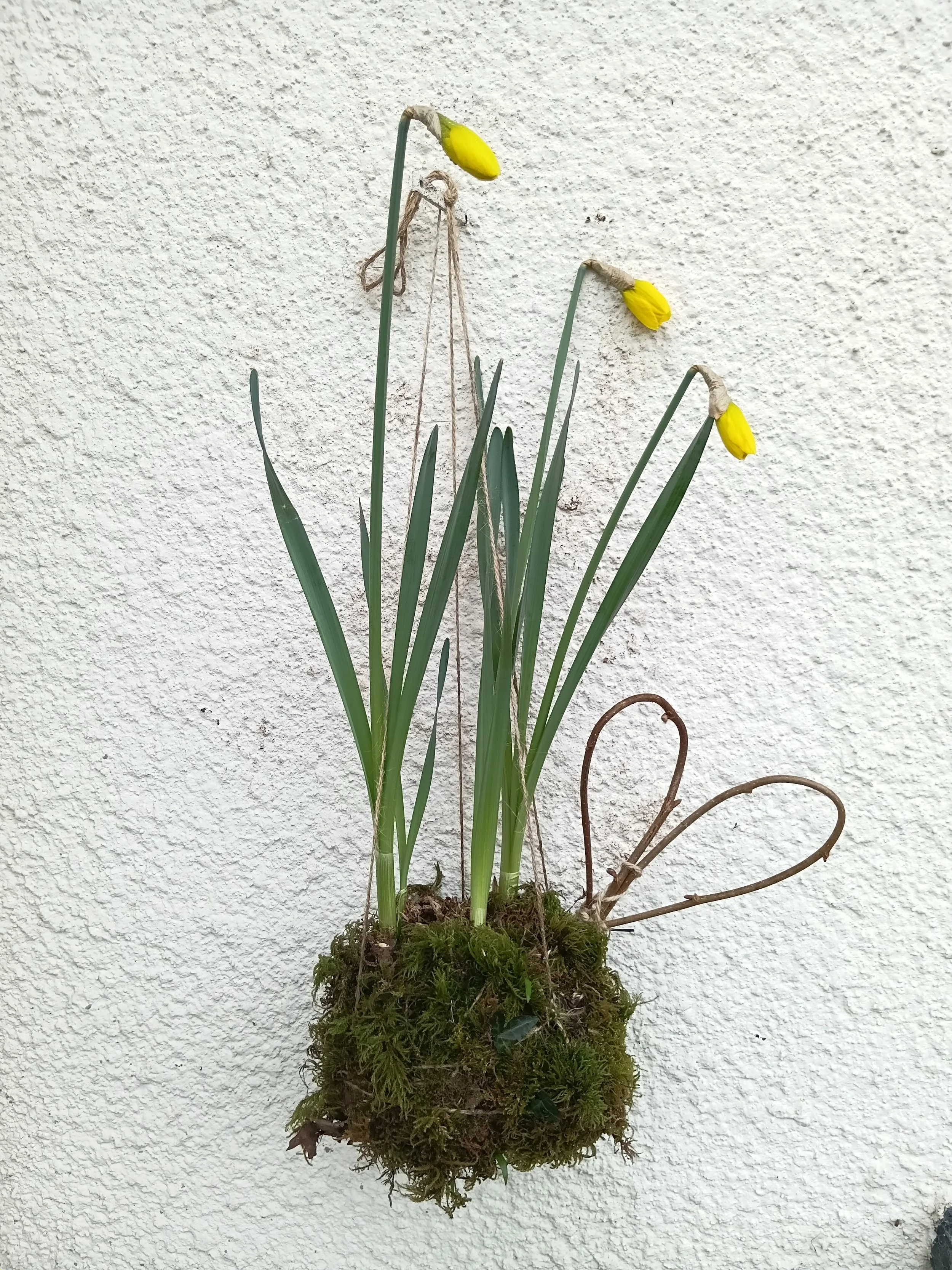 Kokedama - Hanging moss gardens