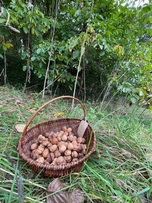 walnut foraging