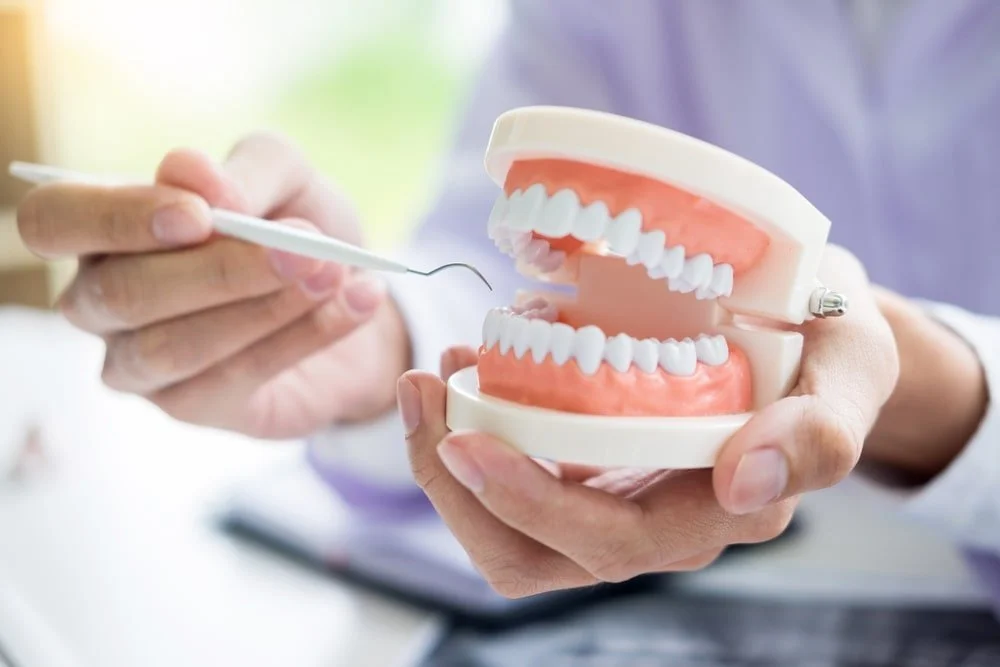 Un professionnel de la dentisterie tient une maquette de dents et de gencives dans une main et un outil dentaire dans l'autre. La maquette représente des dents et des gencives en plastique.